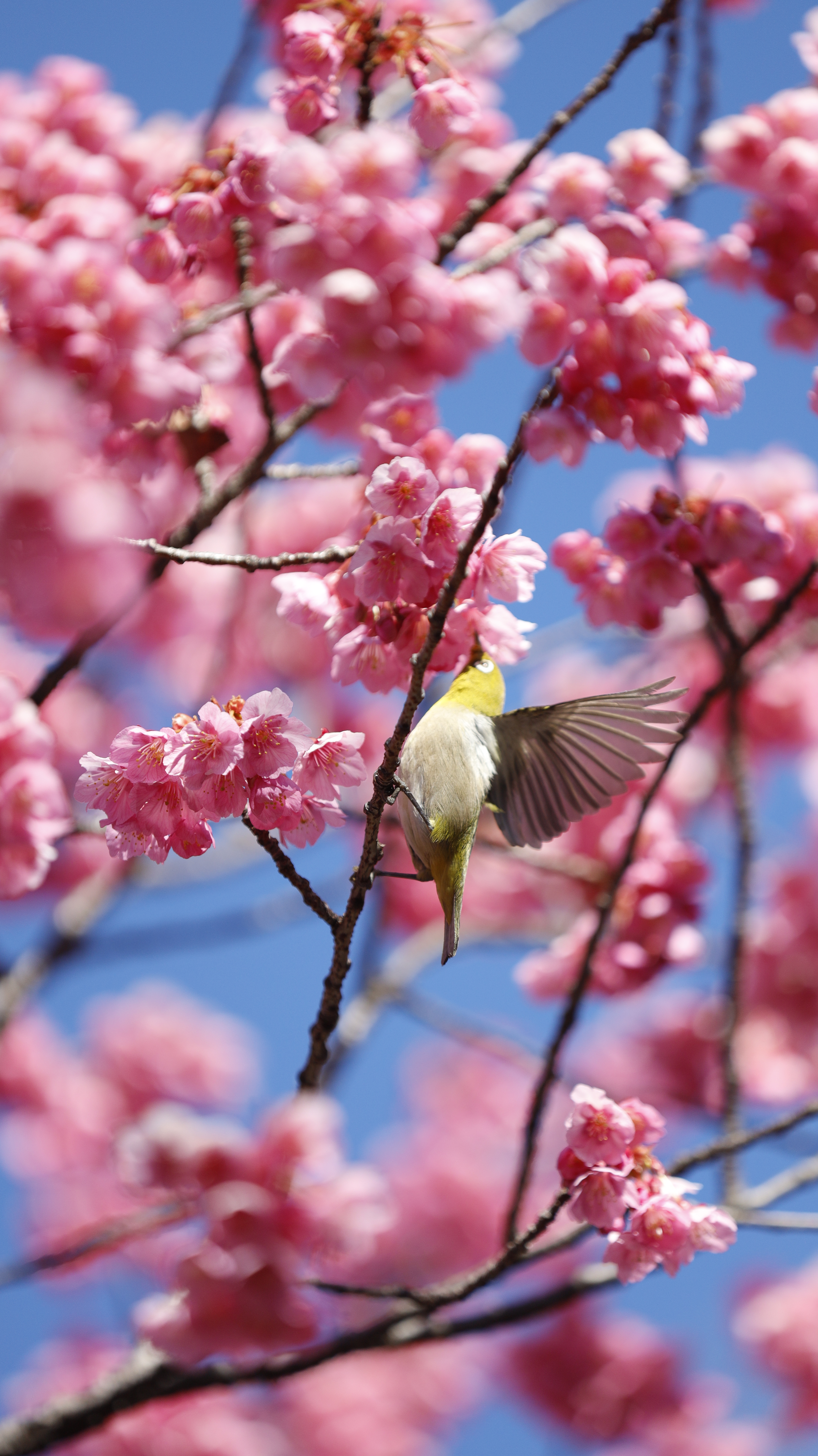 荏原神社にて、「飛び回るメジロと寒緋桜の動きの美しさ」と感じた写真です。
