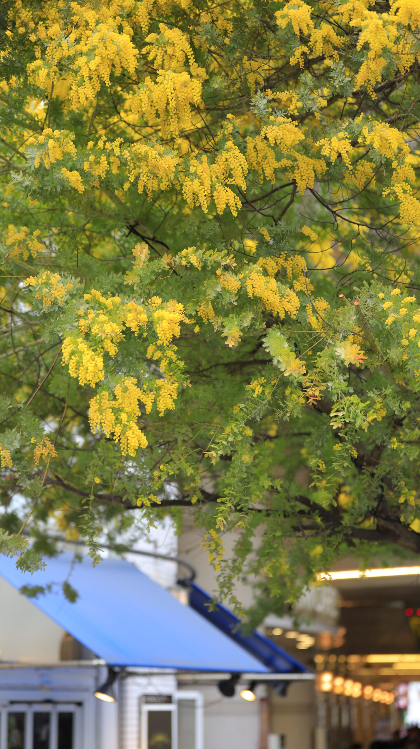 横須賀中央駅で、ミモザと店舗の様子を撮影。駅周辺の街並みと春の黄色を組み合わせた風景。