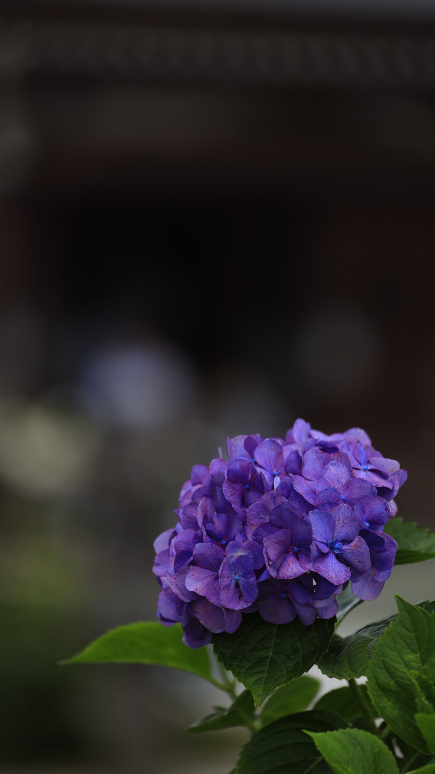 能護寺(あじさい寺)の少しダークな雰囲気で撮影した濃い紫の紫陽花