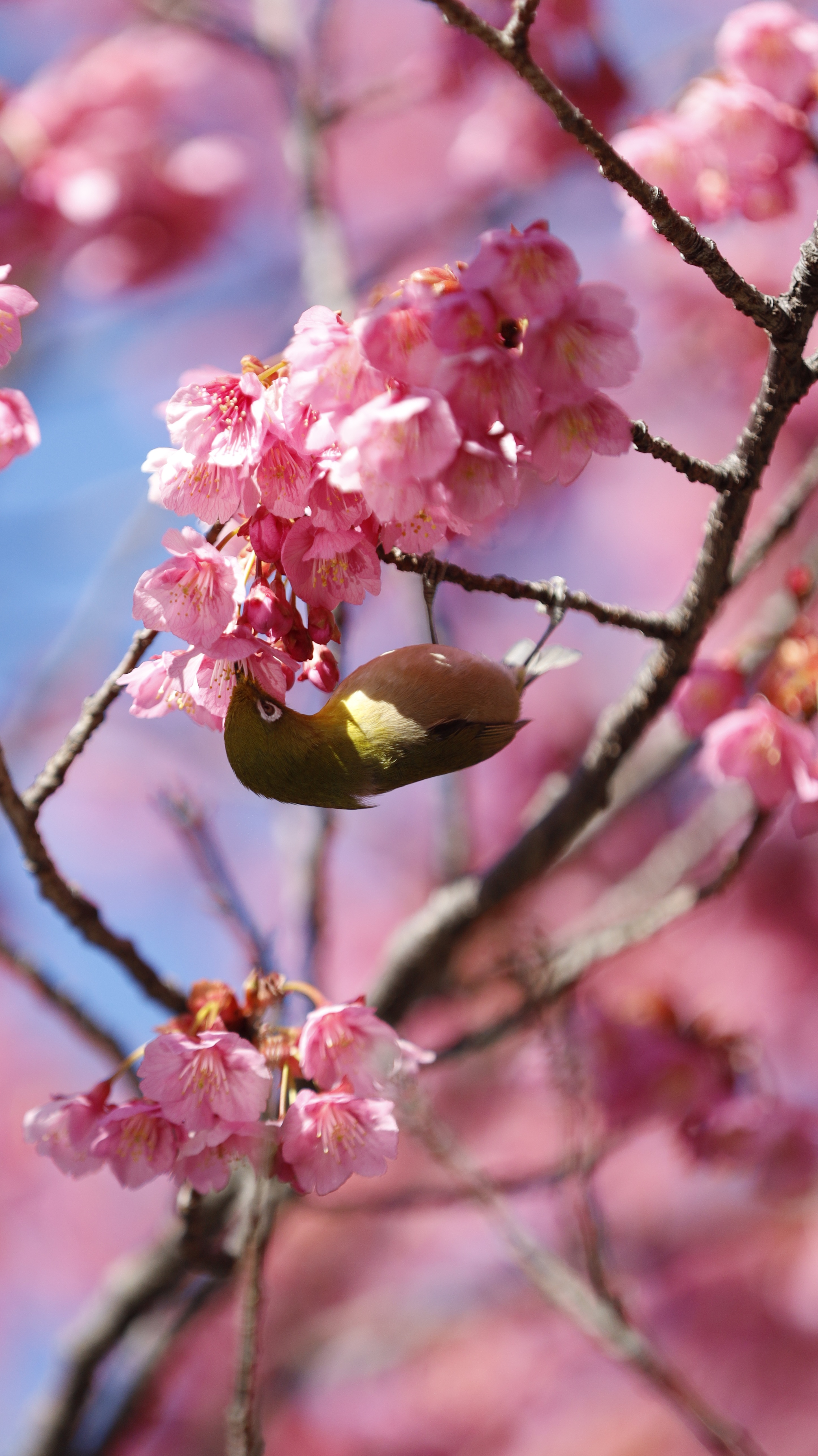 荏原神社にて、「寒緋桜の蜜を吸うメジロの春のひととき」と感じた写真です。