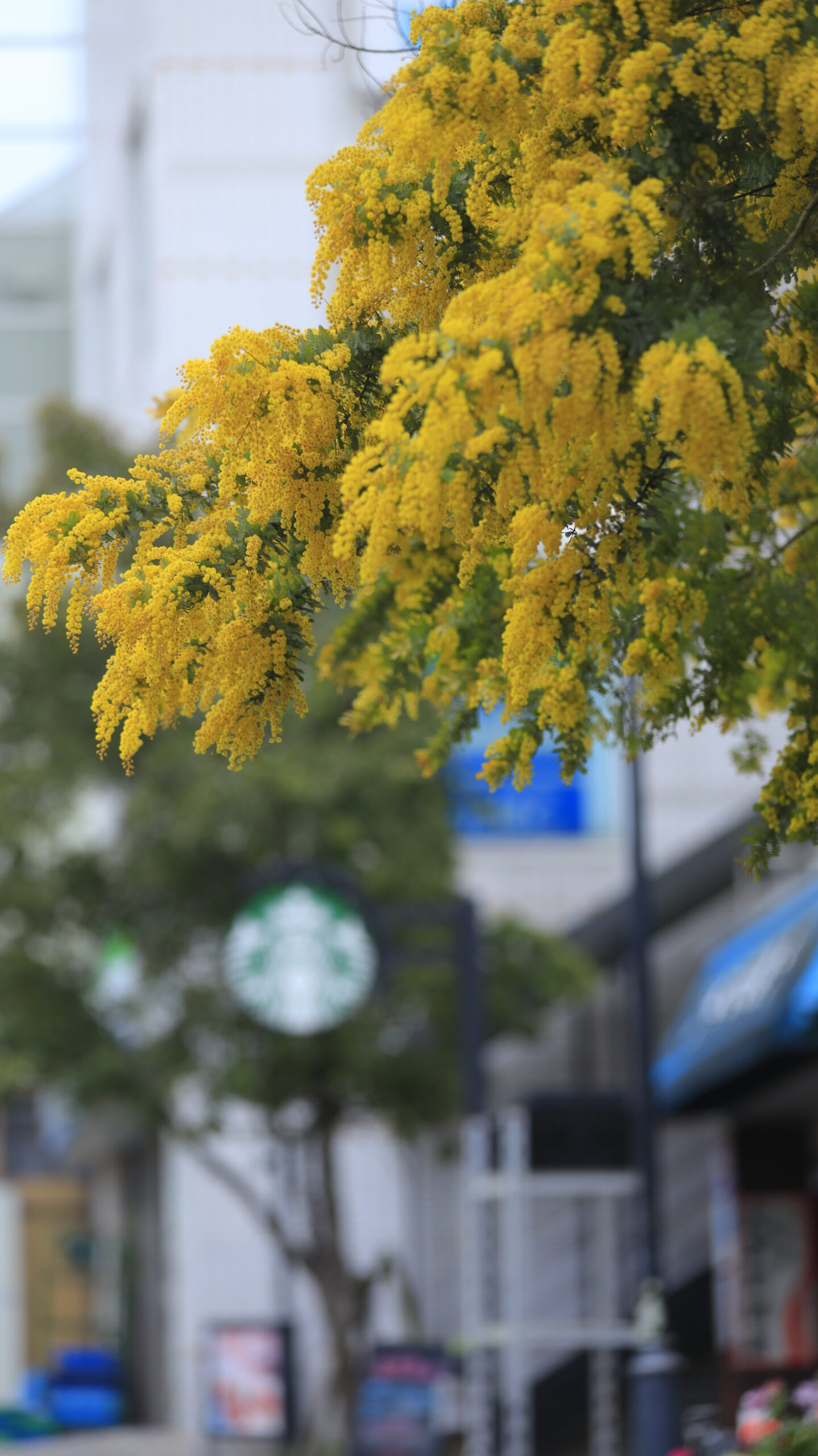 横須賀中央駅で、ミモザとコーヒーショップの看板を撮影。街歩きの雰囲気が伝わる一枚。