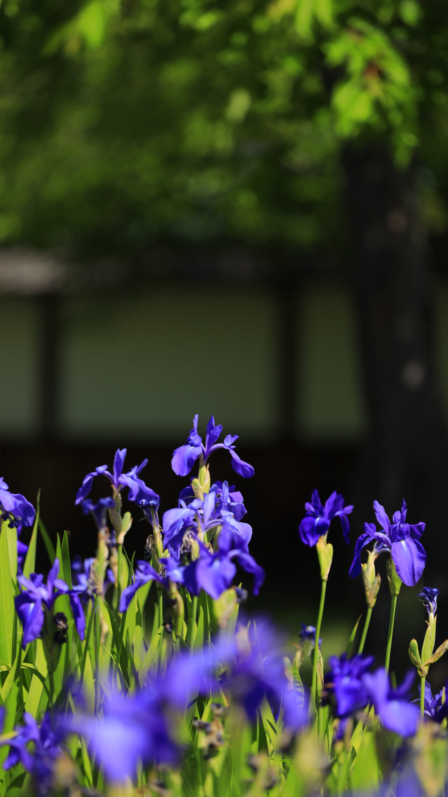 楽山園で形の美しいカキツバタを横から光とともに写した群馬県甘楽町の花写真
