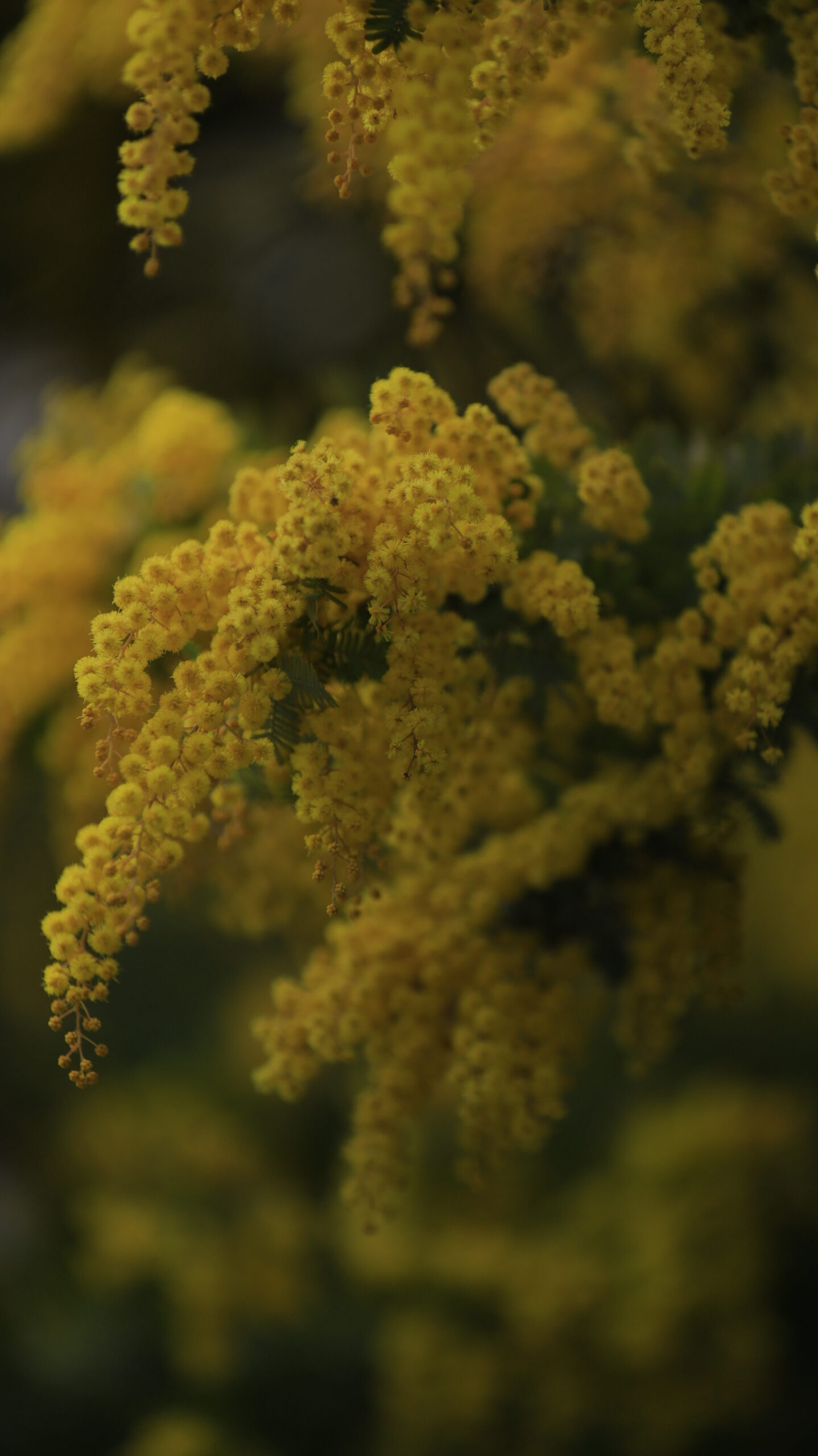 横須賀中央駅で、ミモザをアップで撮影。黄金色の花の質感を強調。