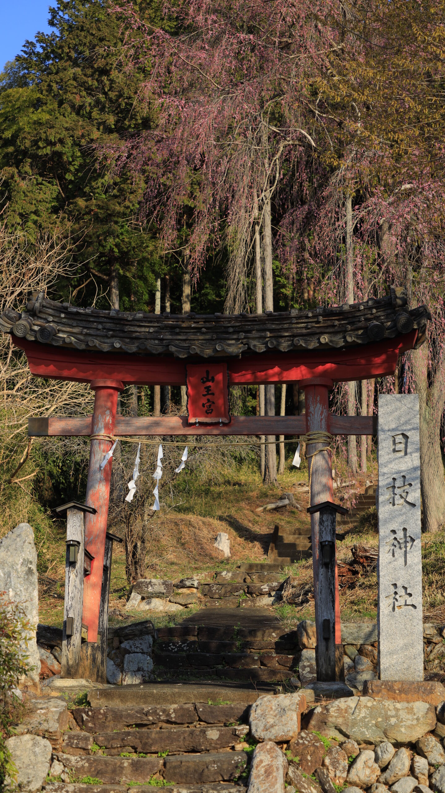 At Hie Shrine, with the torii gate as the main attraction and weeping cherry blossoms in the background.