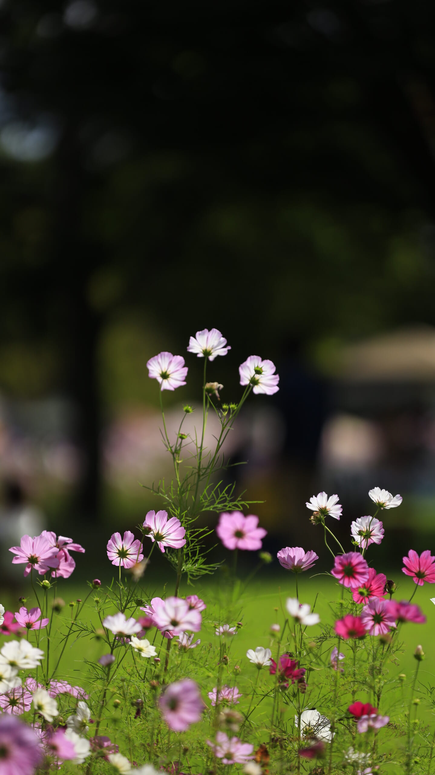 国営アルプスあづみの公園で横から撮影したたくさんのコスモスの花