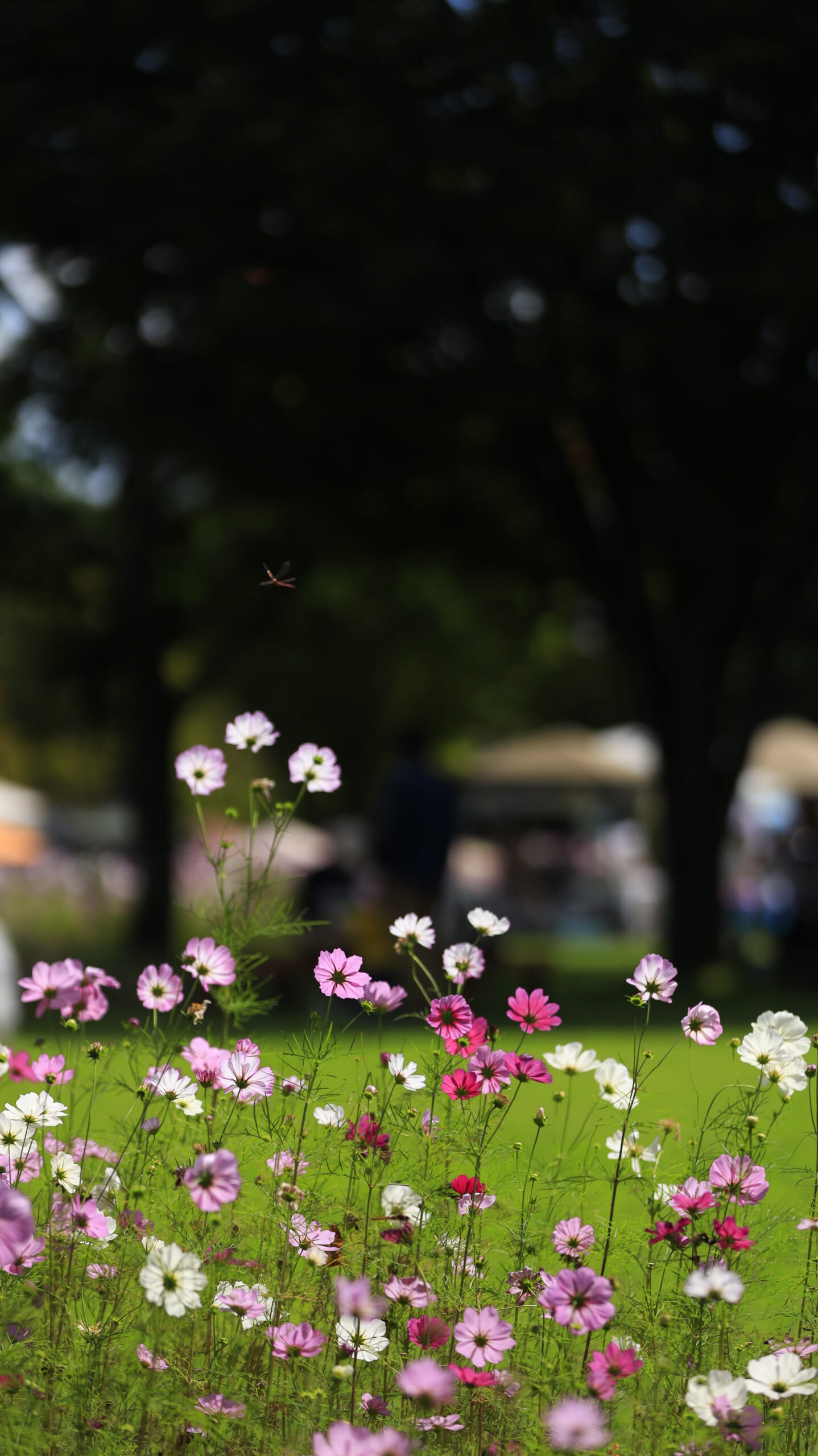 国営アルプスあづみの公園で横から撮影したカラフルなセンセーションコスモス