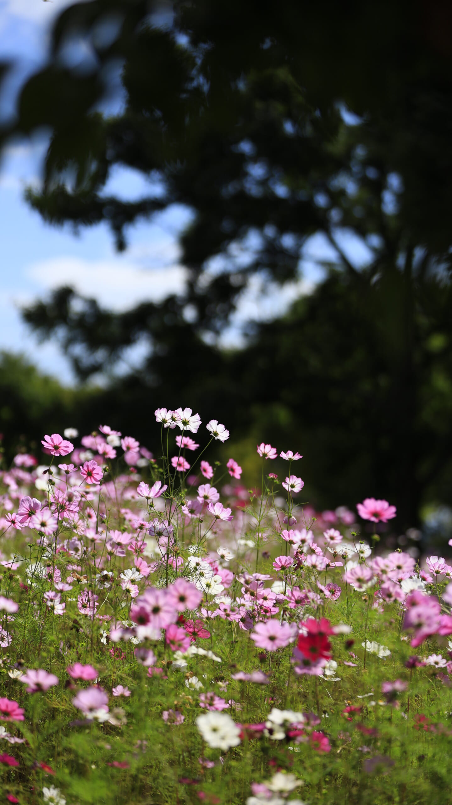 国営アルプスあづみの公園に広がるピンクと白を中心としたコスモス畑
