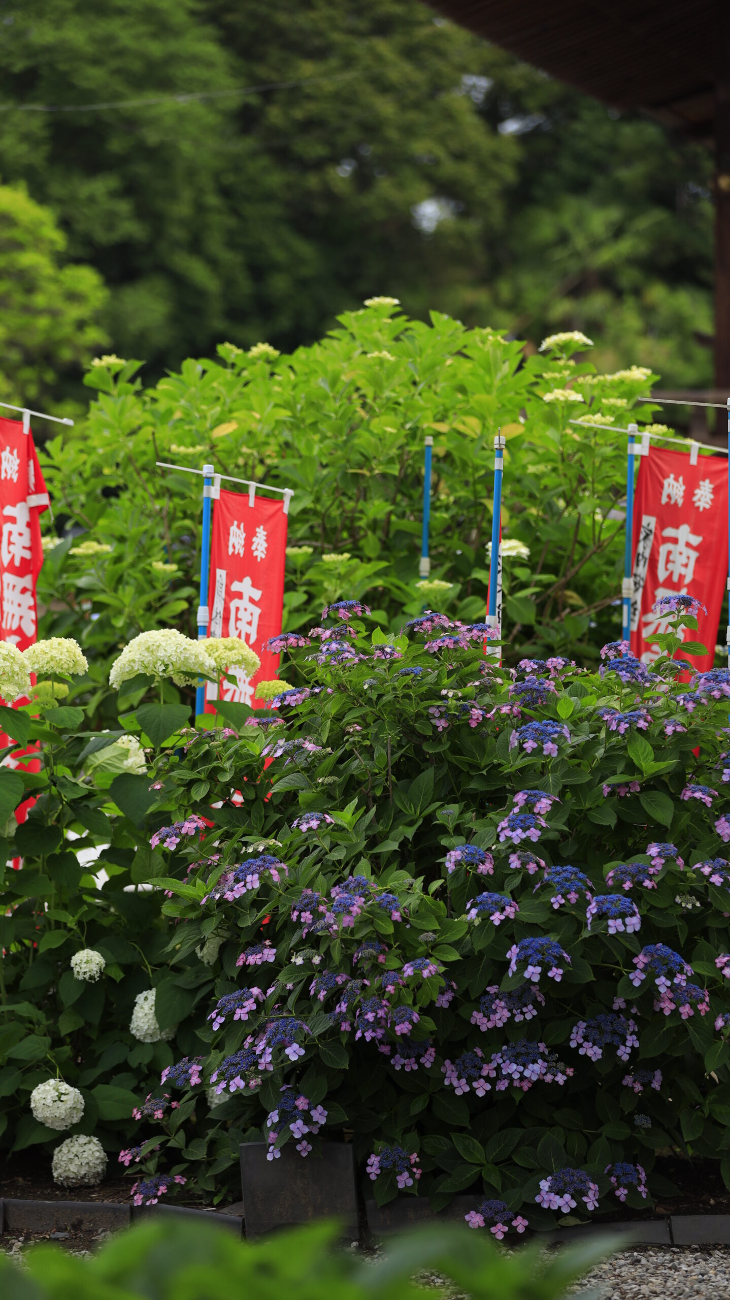 能護寺(あじさい寺)ののぼり旗とわきに咲く紫陽花