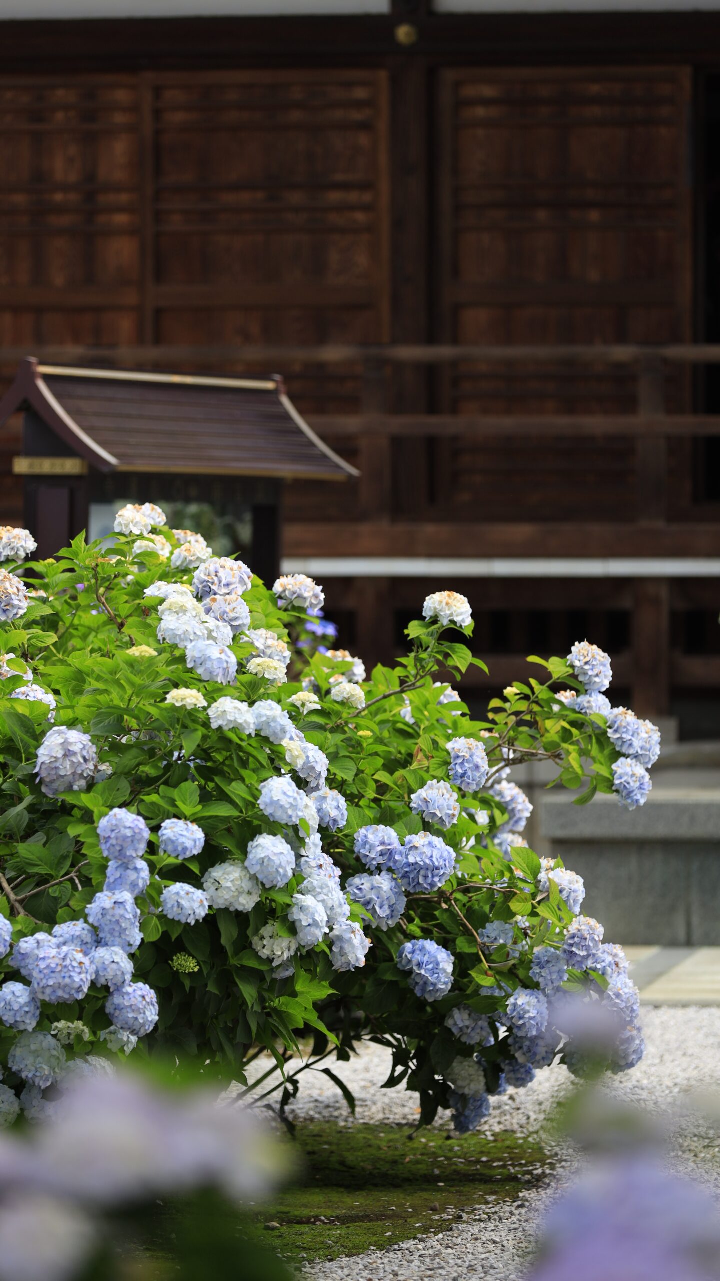 能護寺(あじさい寺)の白っぽい紫陽花とお堂の落ち着いた風景