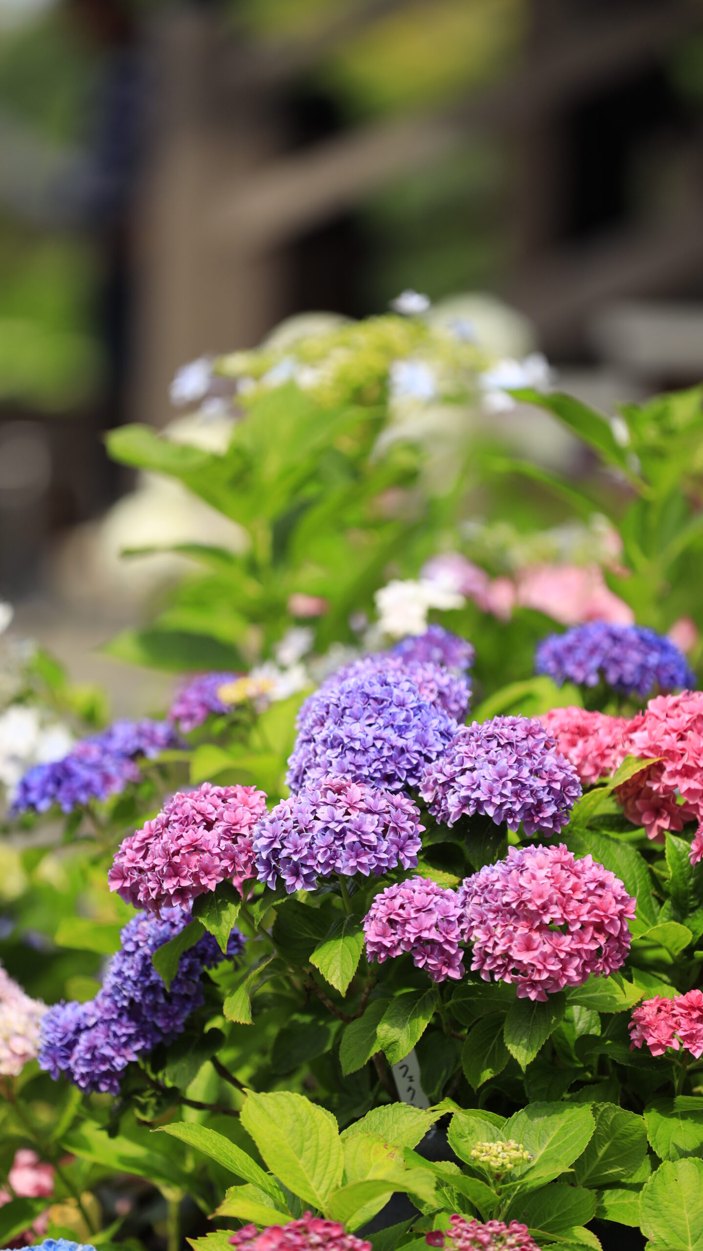 能護寺(あじさい寺)のピンクと薄紫の形が綺麗な紫陽花