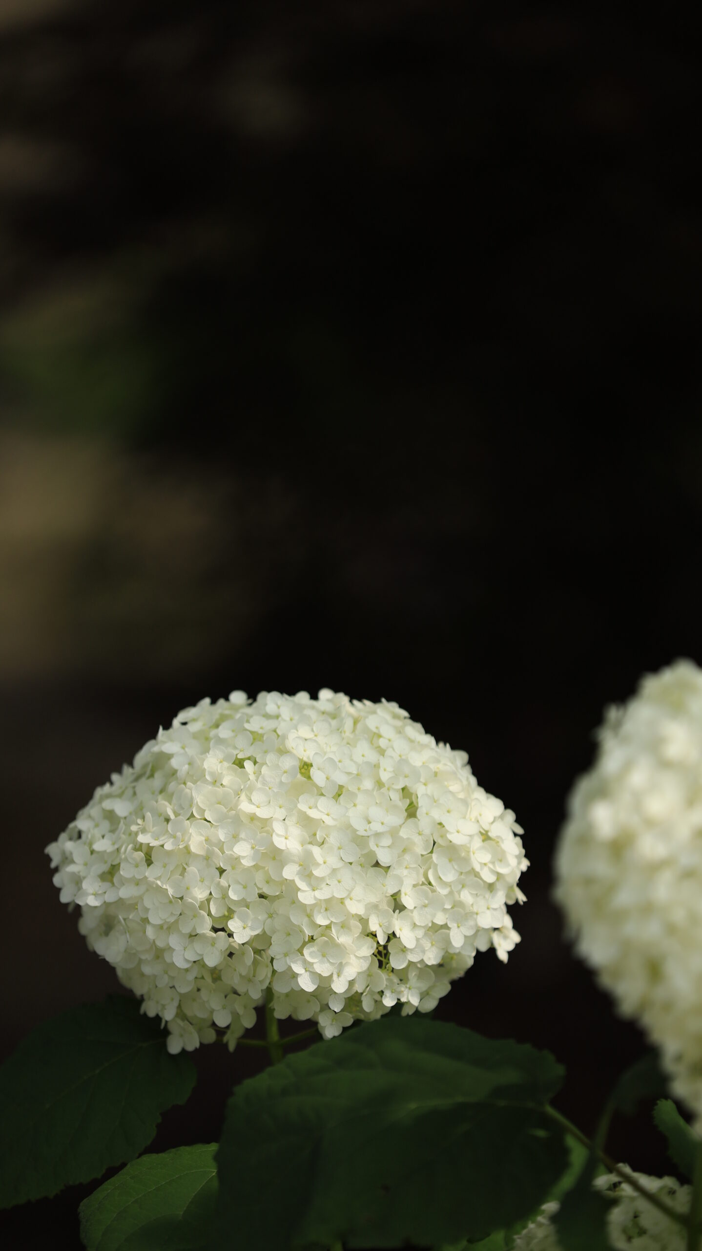 能護寺(あじさい寺)の暗がりに咲く綺麗なアナベル紫陽花