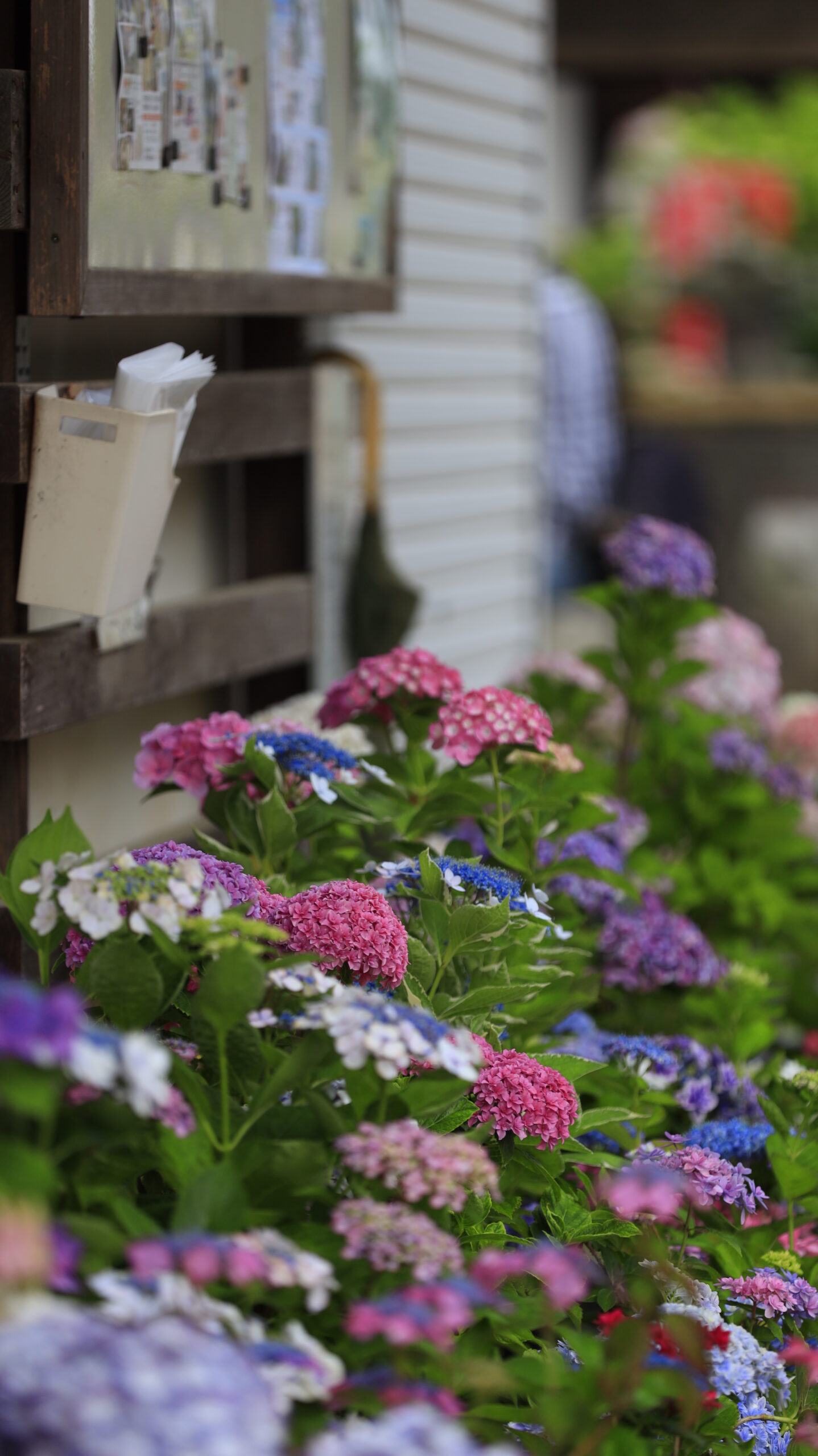 能護寺(あじさい寺)の壁際に並ぶたくさんの紫陽花の鉢