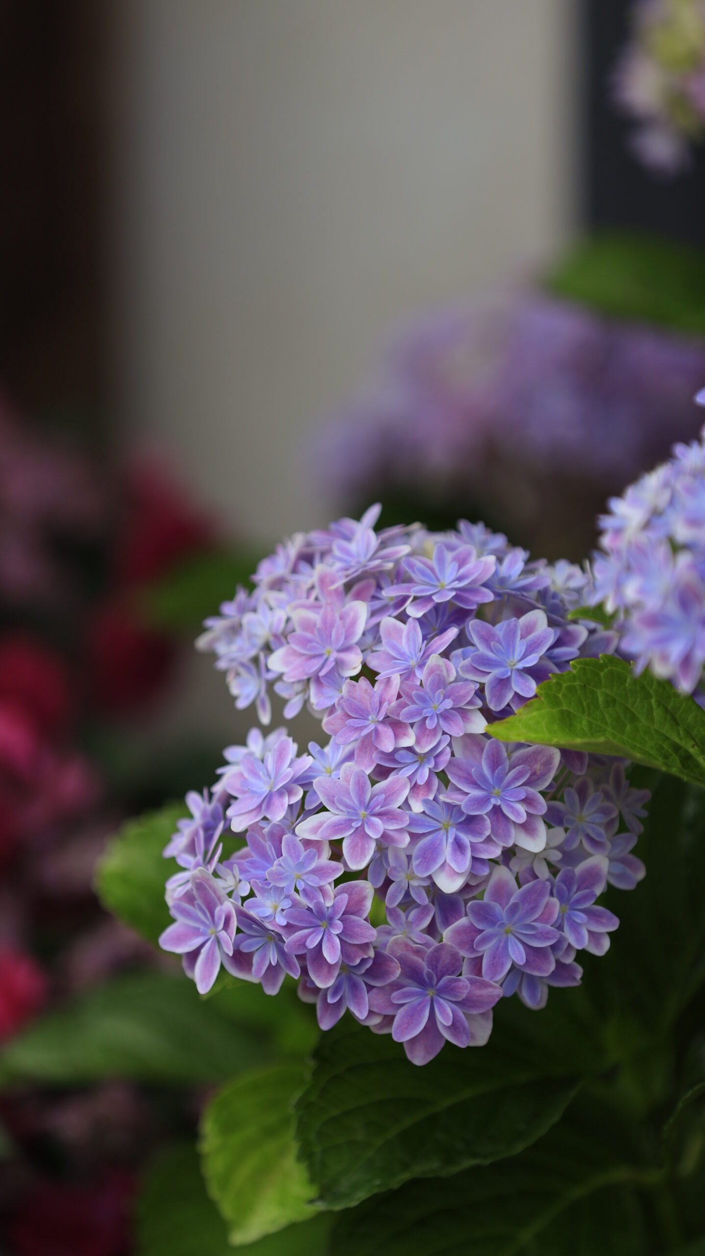能護寺(あじさい寺)の花びらが綺麗な紫陽花のアップ