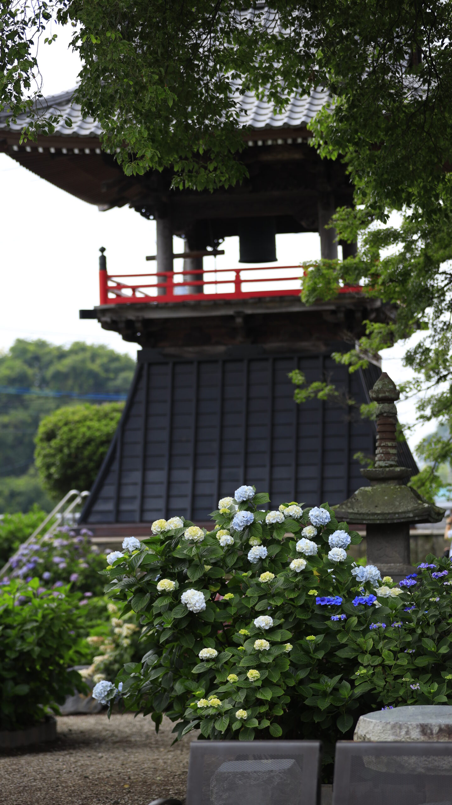能護寺(あじさい寺)の紫陽花と奥に見える鐘撞堂