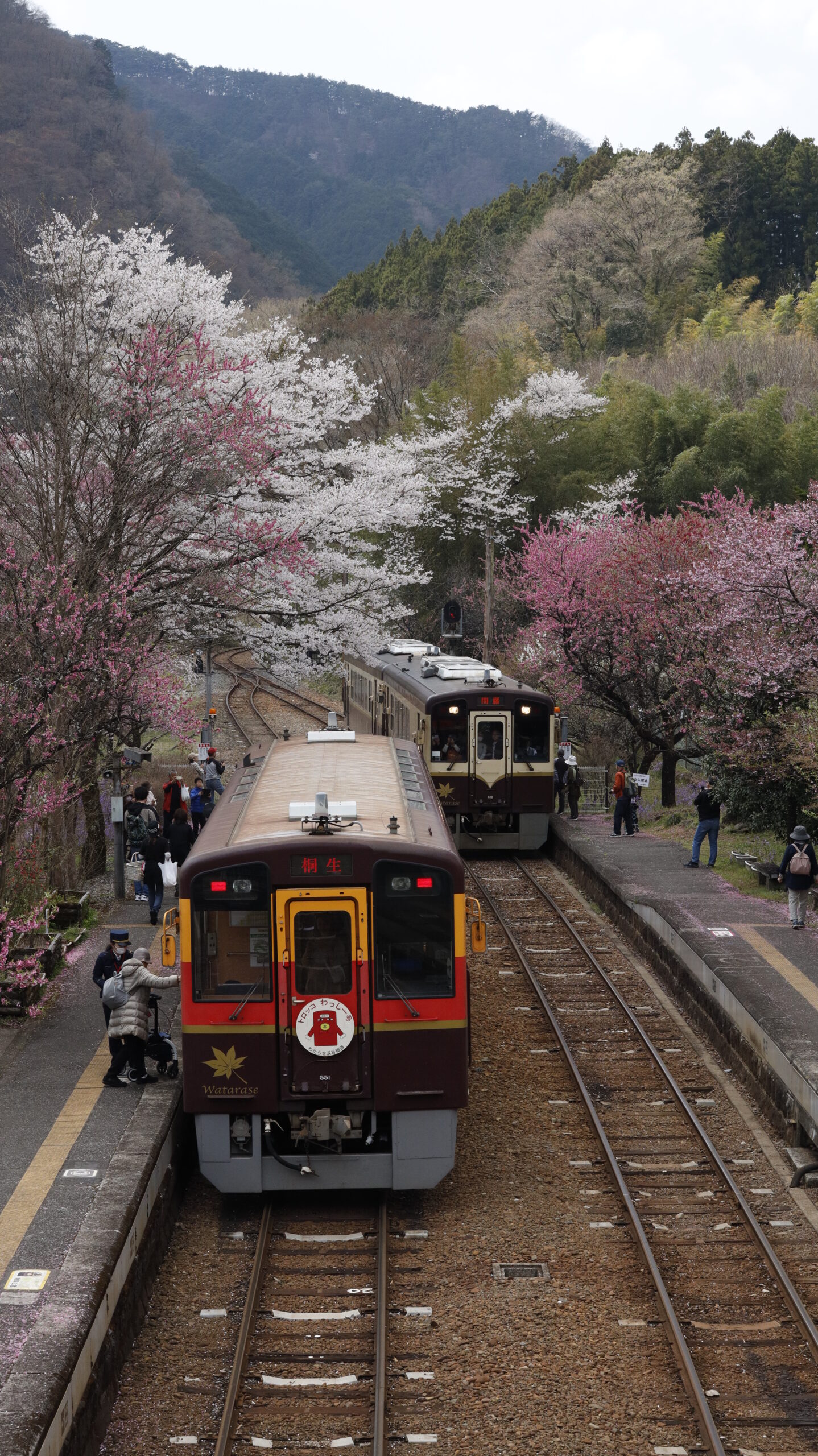 神戸駅(わたらせ渓谷鐵道)にて、「桃の花と到着する電車」と感じた写真です。