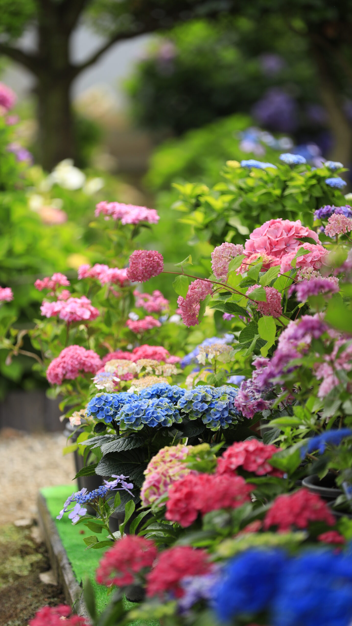 能護寺(あじさい寺)のローアングルで捉えたカラフルな紫陽花の鉢