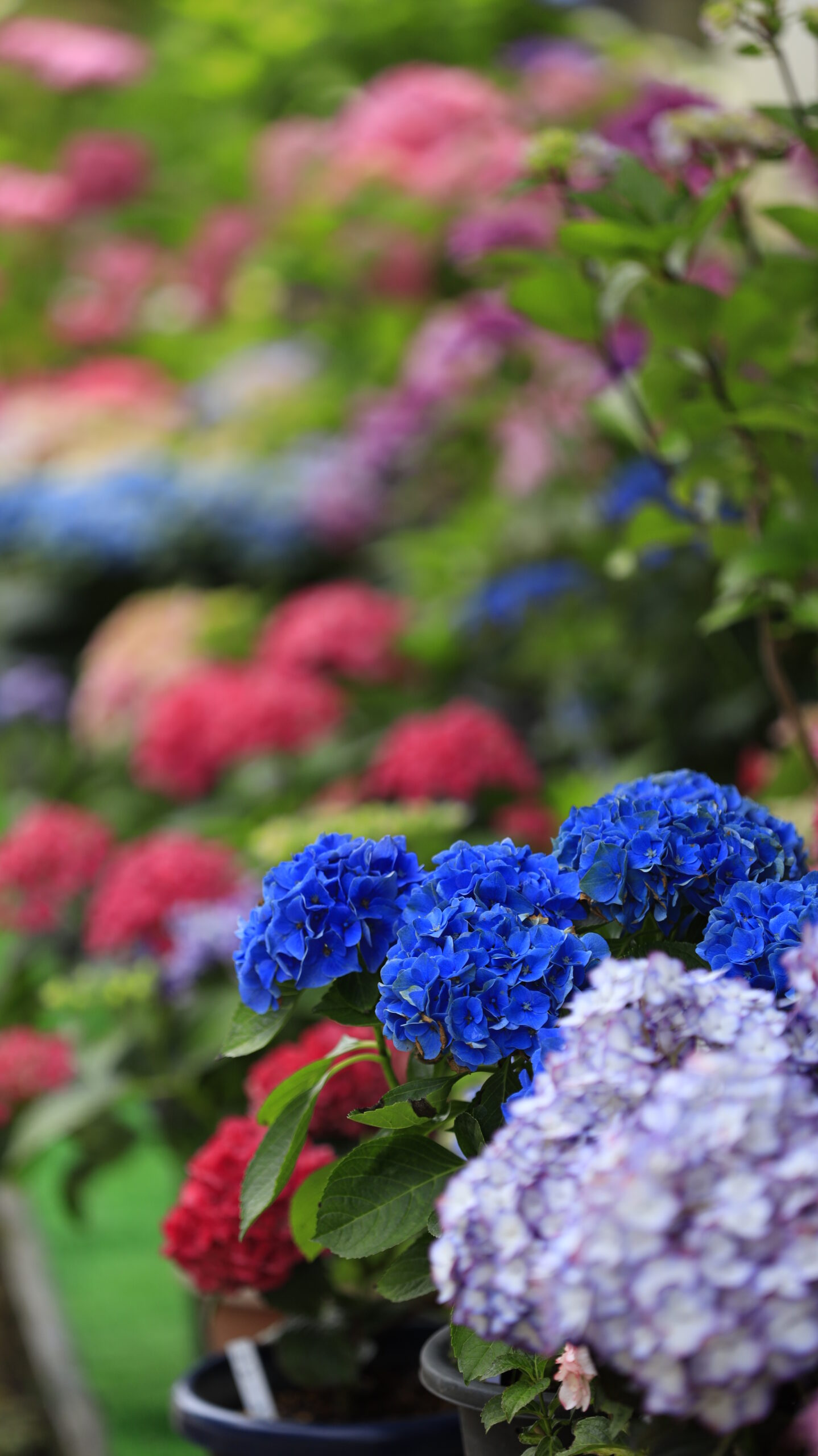 能護寺(あじさい寺)の青色の紫陽花と背景に広がるカラフルな紫陽花