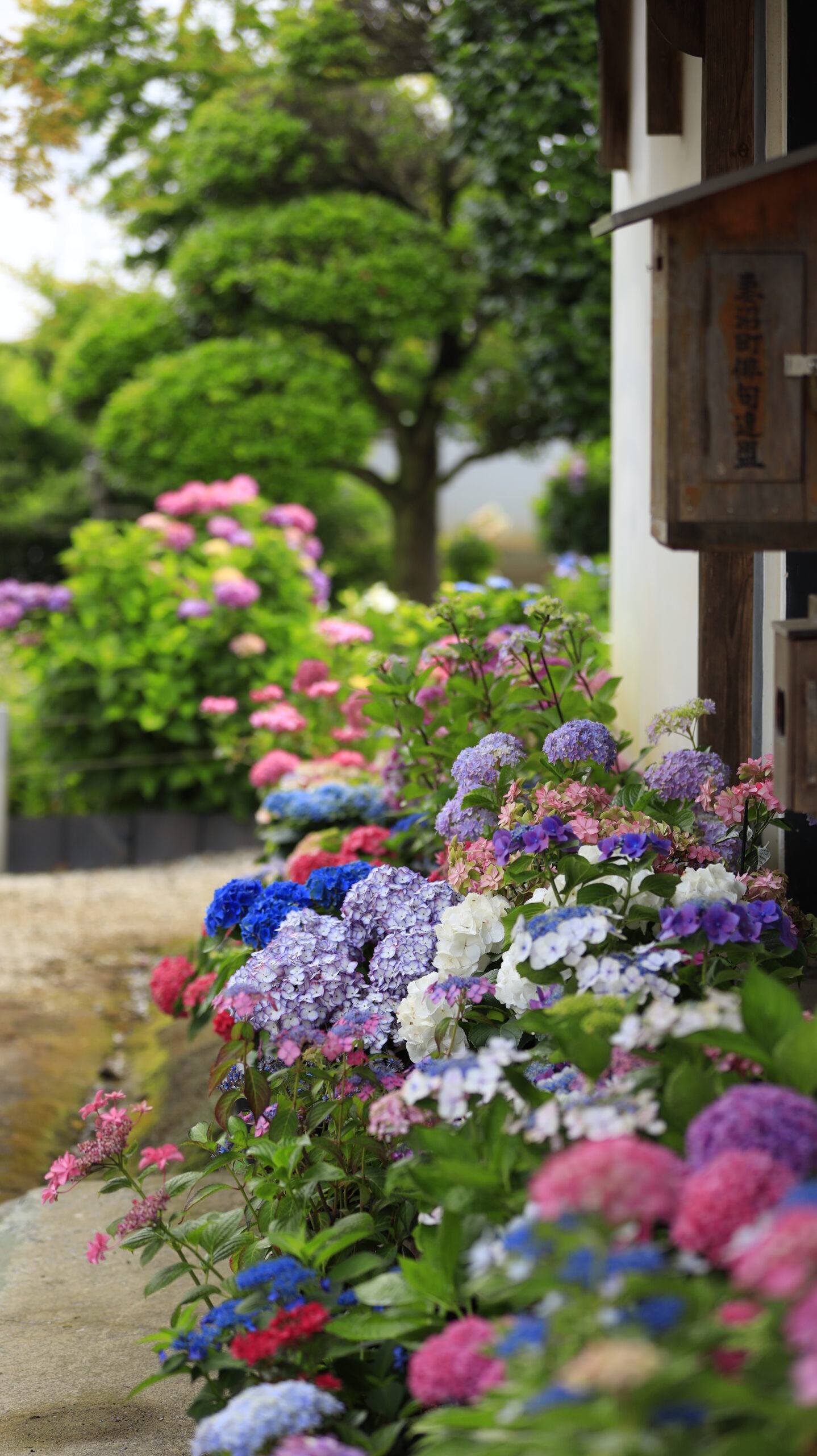能護寺(あじさい寺)の色とりどりの紫陽花の鉢が並ぶ境内風景