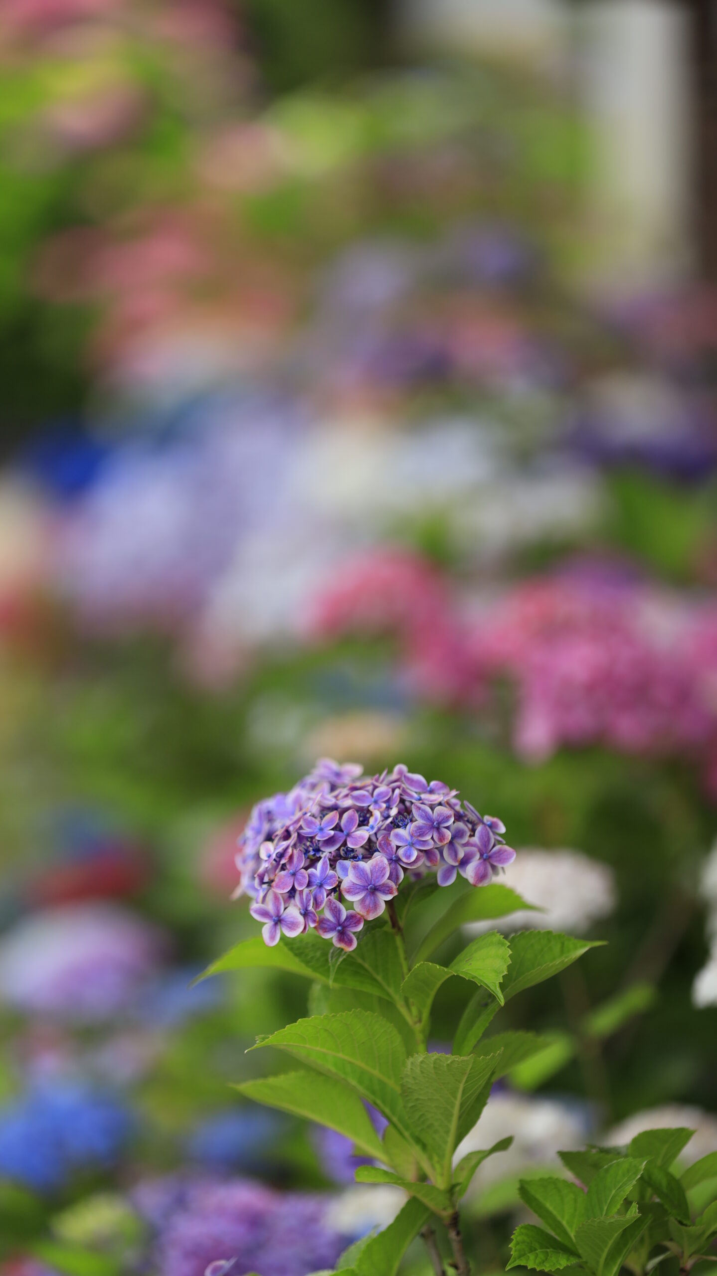 能護寺(あじさい寺)の形が可愛い紫陽花とカラフルな背景