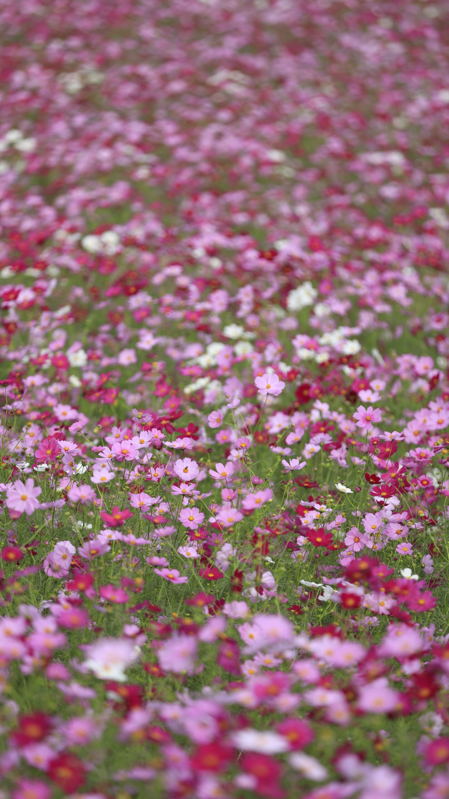 鼻高展望花の丘で一面に広がるコスモス畑をいっぱいに撮影した迫力のある風景。