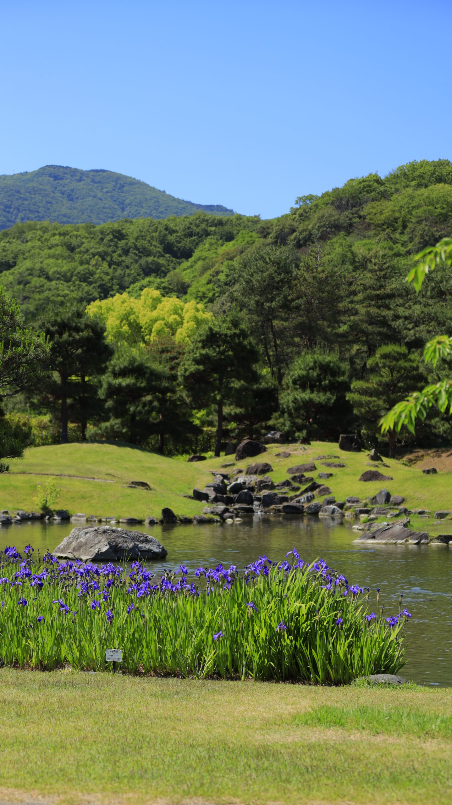 楽山園で池の周りに咲くカキツバタと青空を写した群馬県甘楽町の爽やかな庭園風景