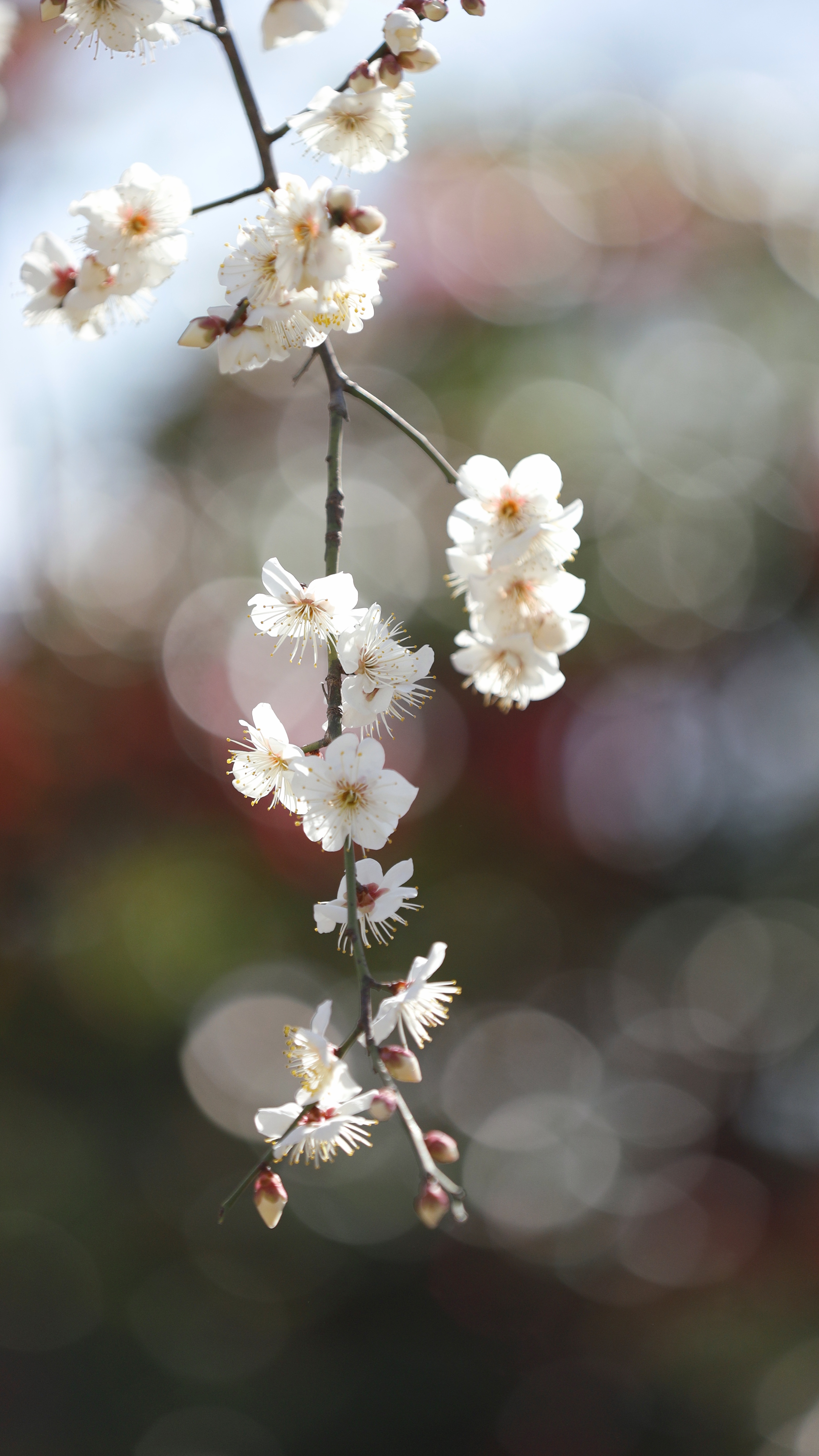 浜離宮恩賜公園にて、「梅と椿の玉ボケが作る柔らかな光」と感じた写真です。