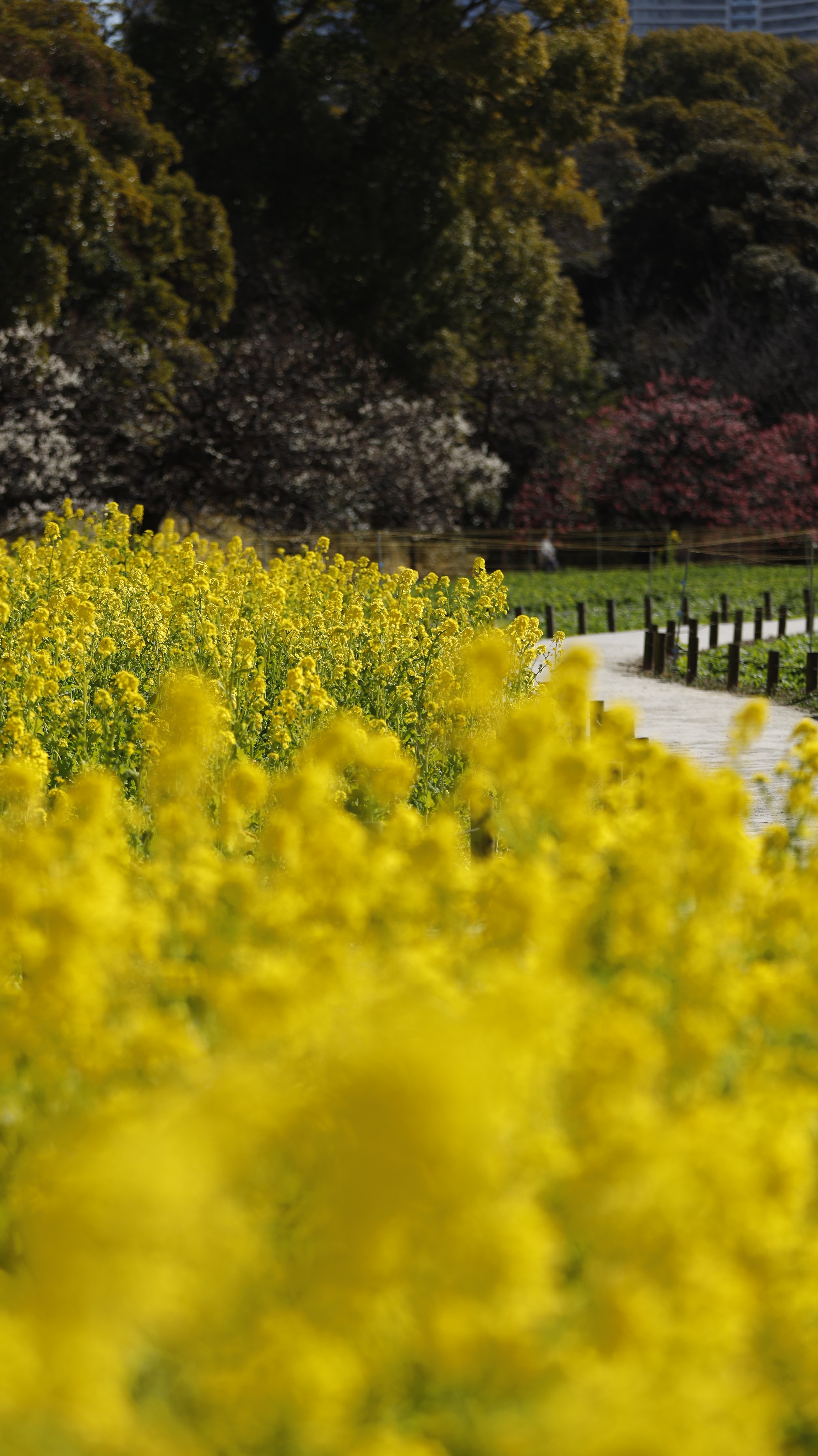 浜離宮恩賜公園にて、「菜の花畑の遠近感が広げる黄色の景色」と感じた写真です。