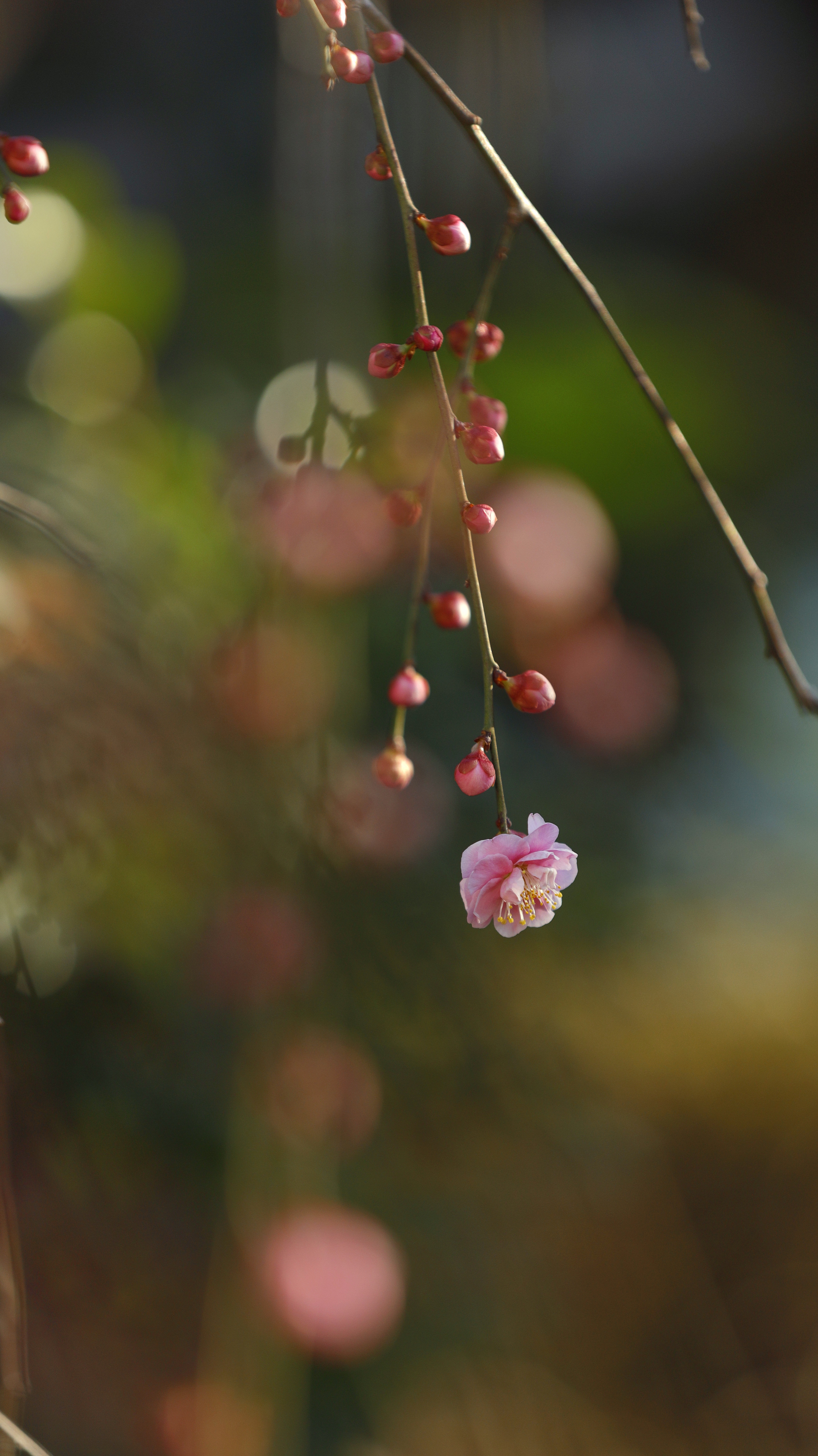 亀戸天神にて、「静かな朝に目覚める梅の花の表情」と感じた写真です。