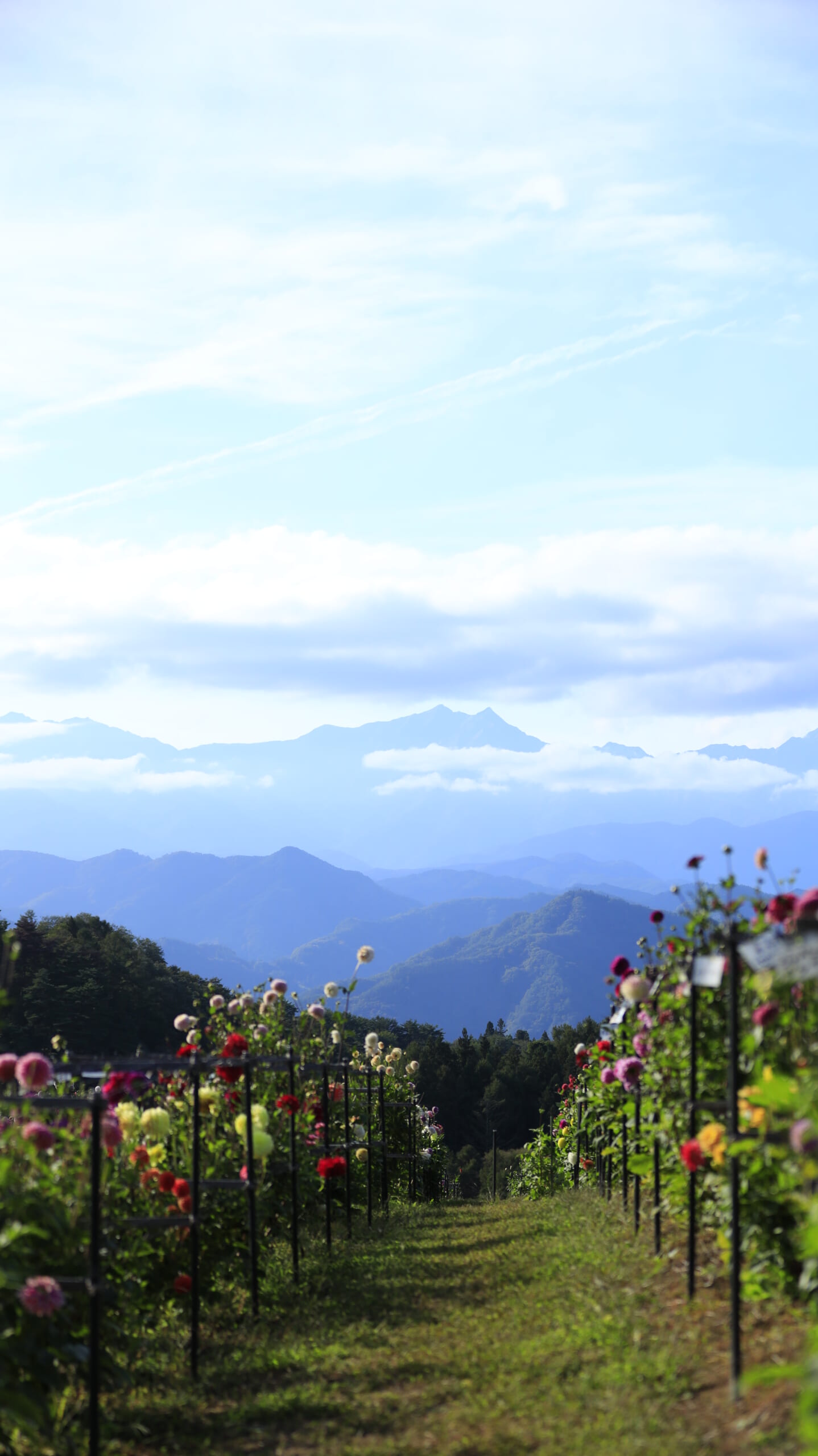 長野大岡ひなたダリア園の斜面上部から望むダリアの花壇と遠くのアルプスの山々