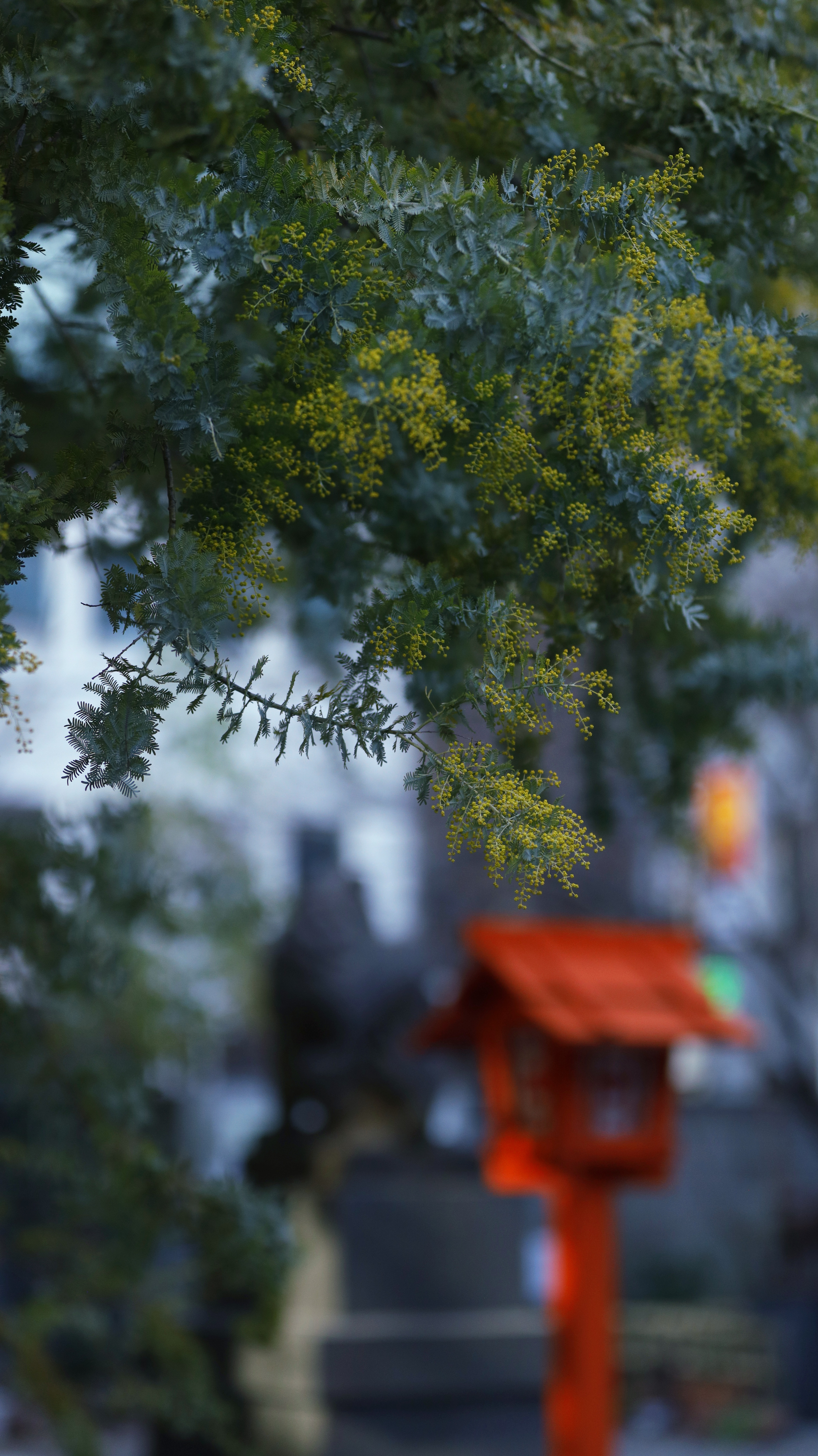 蔵前神社にて、「柔らかな光に包まれるミモザと灯ろう」と感じた写真です。