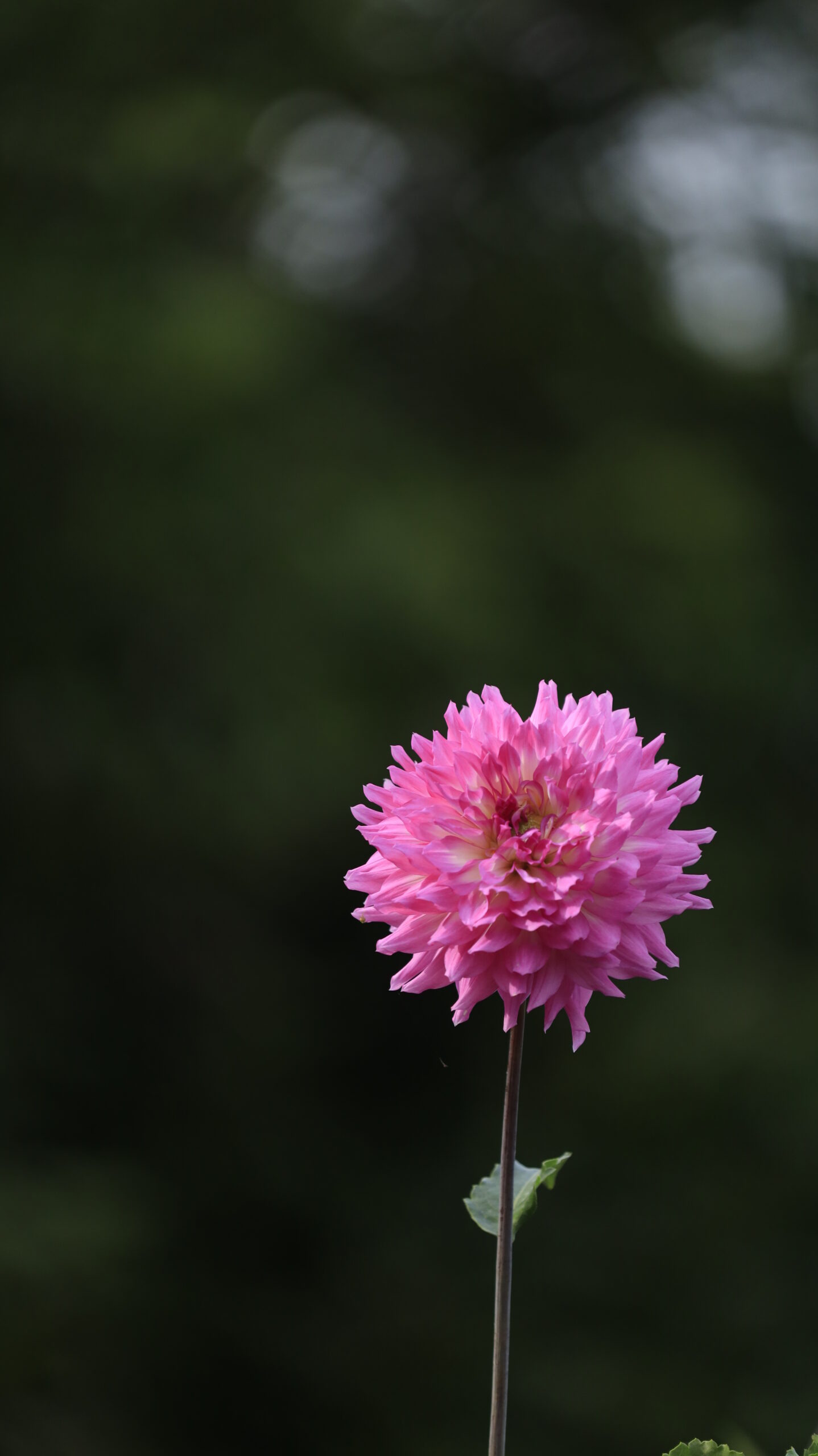 アイリスの丘でポツンと咲くピンク色のダリアを撮影した静けさを感じる風景。