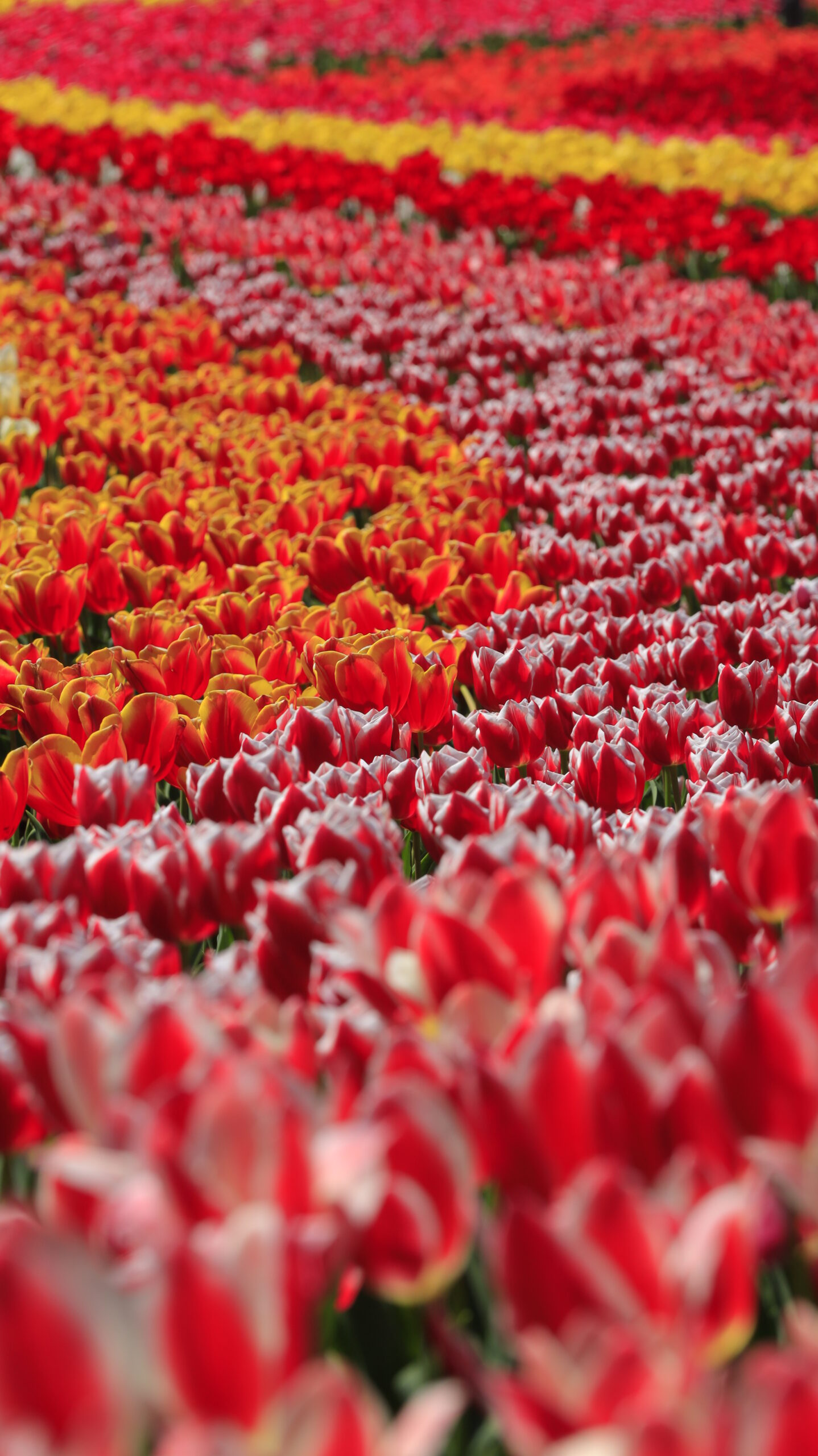 東京ドイツ村で、赤とオレンジのチューリップがうねるダイナミックな風景