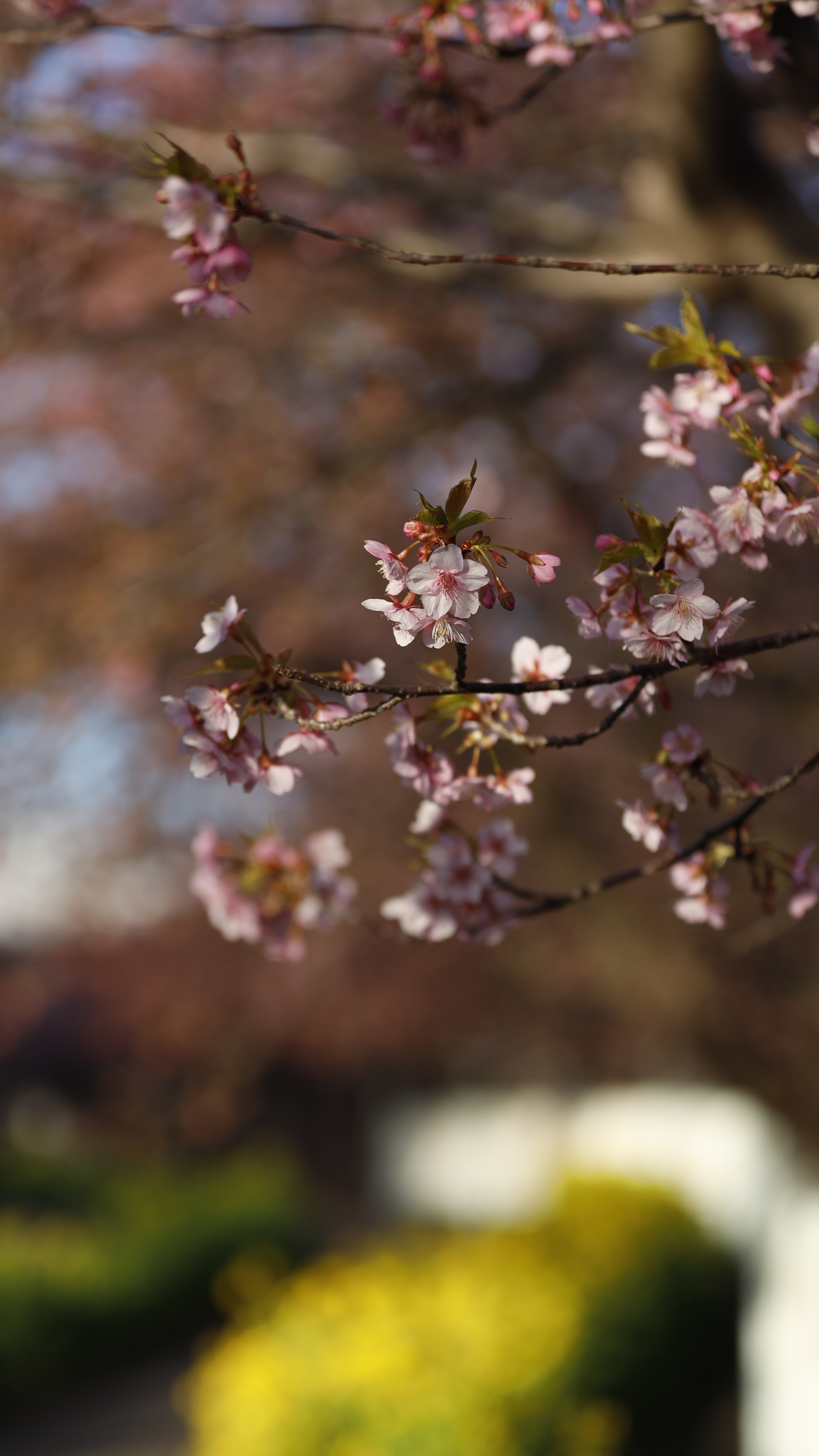 三浦海岸桜まつりにて、「早朝の河津桜と菜の花」と感じた写真です。