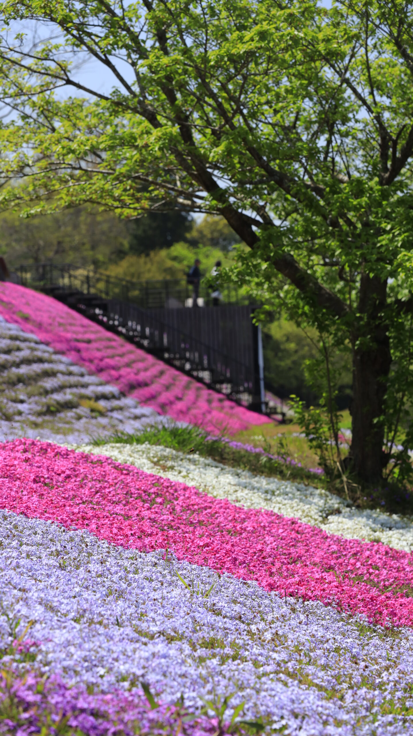 東京ドイツ村で、咲き始めの芝桜が広がる坂の様子