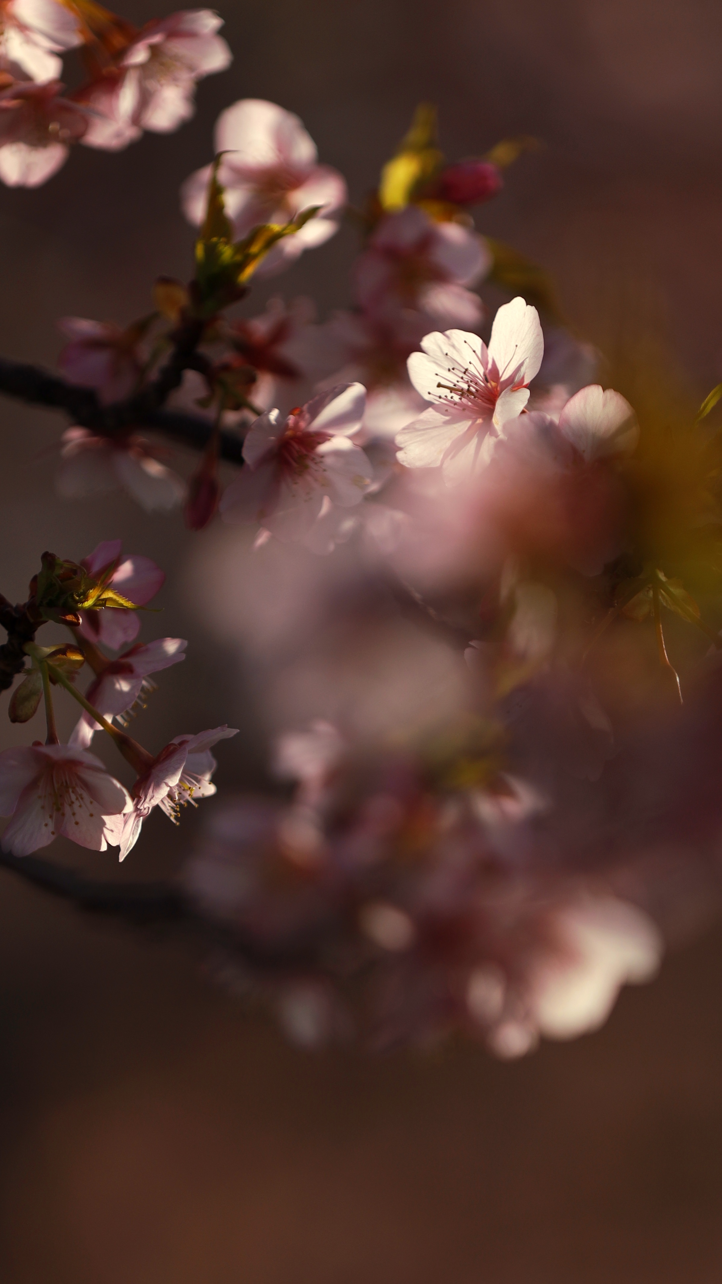 三浦海岸桜まつりにて、「逆光に透ける桜の花びら」と感じた写真です。