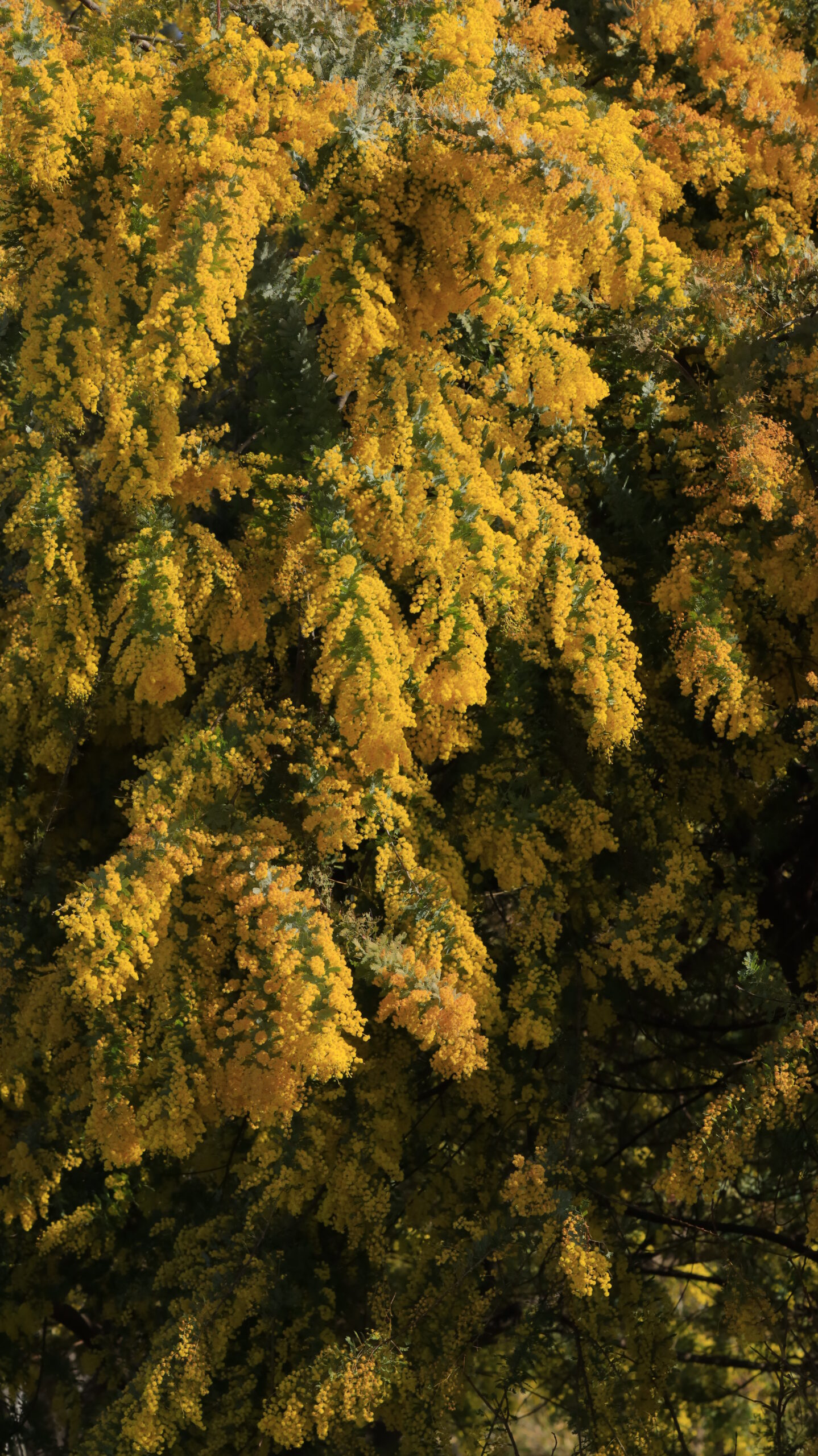 At Kyuzanji Temple, a three-dimensional landscape of overlapping mimosa flowers.