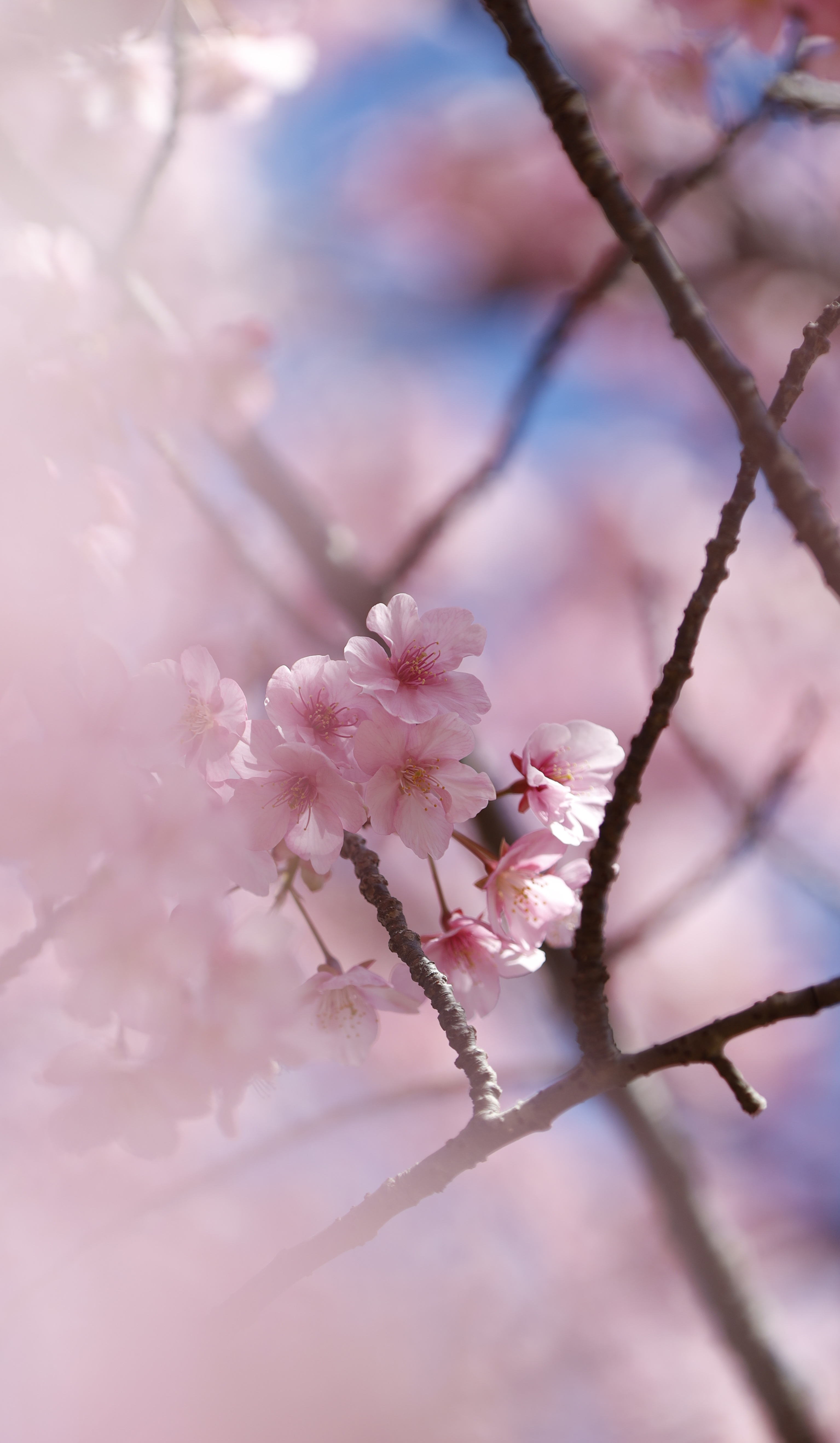 大崎公園(逗子)にて、「ピントを合わせた河津桜の美しさ」と感じた写真です。