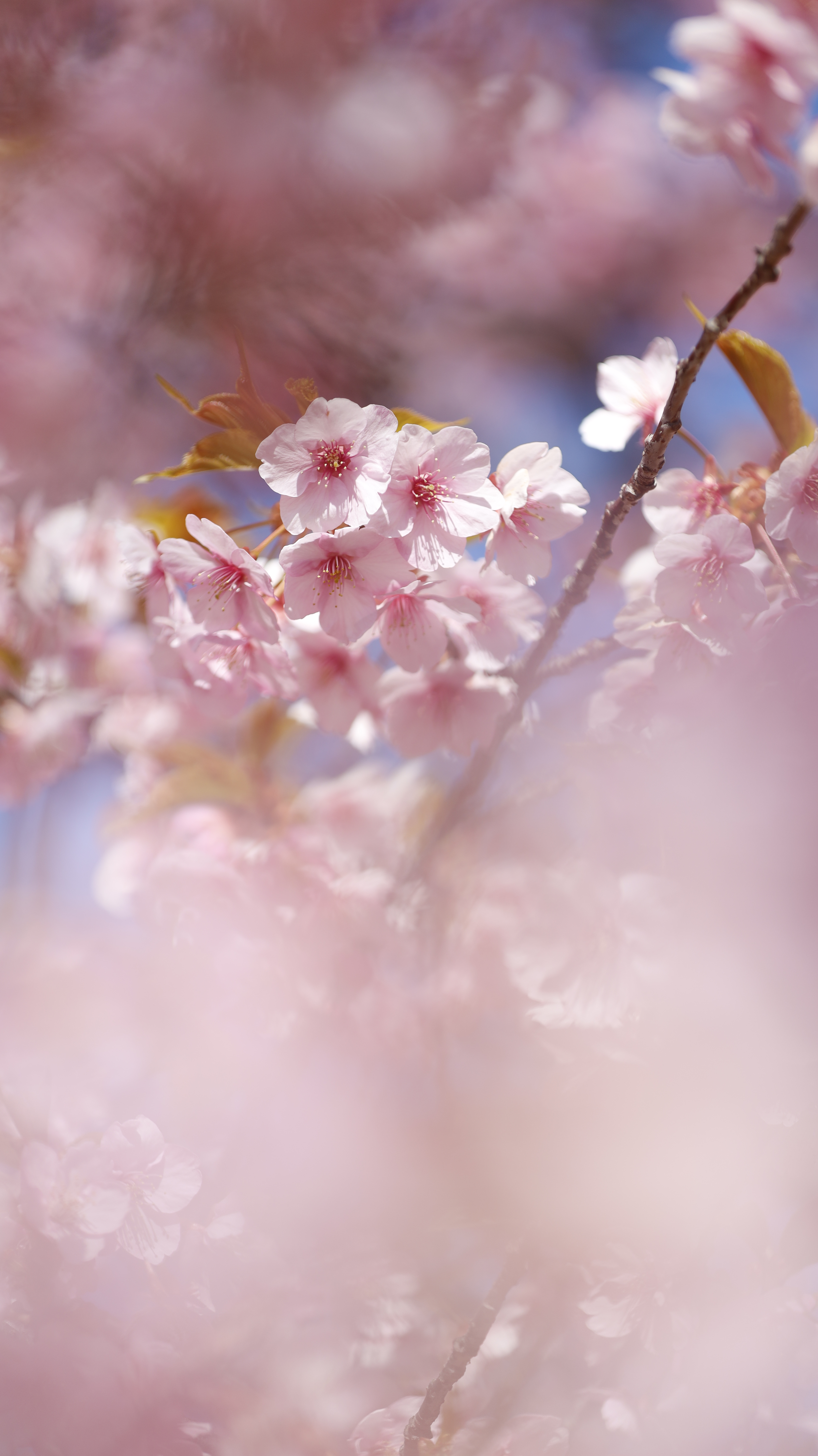 大崎公園(逗子)にて、「ふんわりと表現した満開の桜」と感じた写真です。