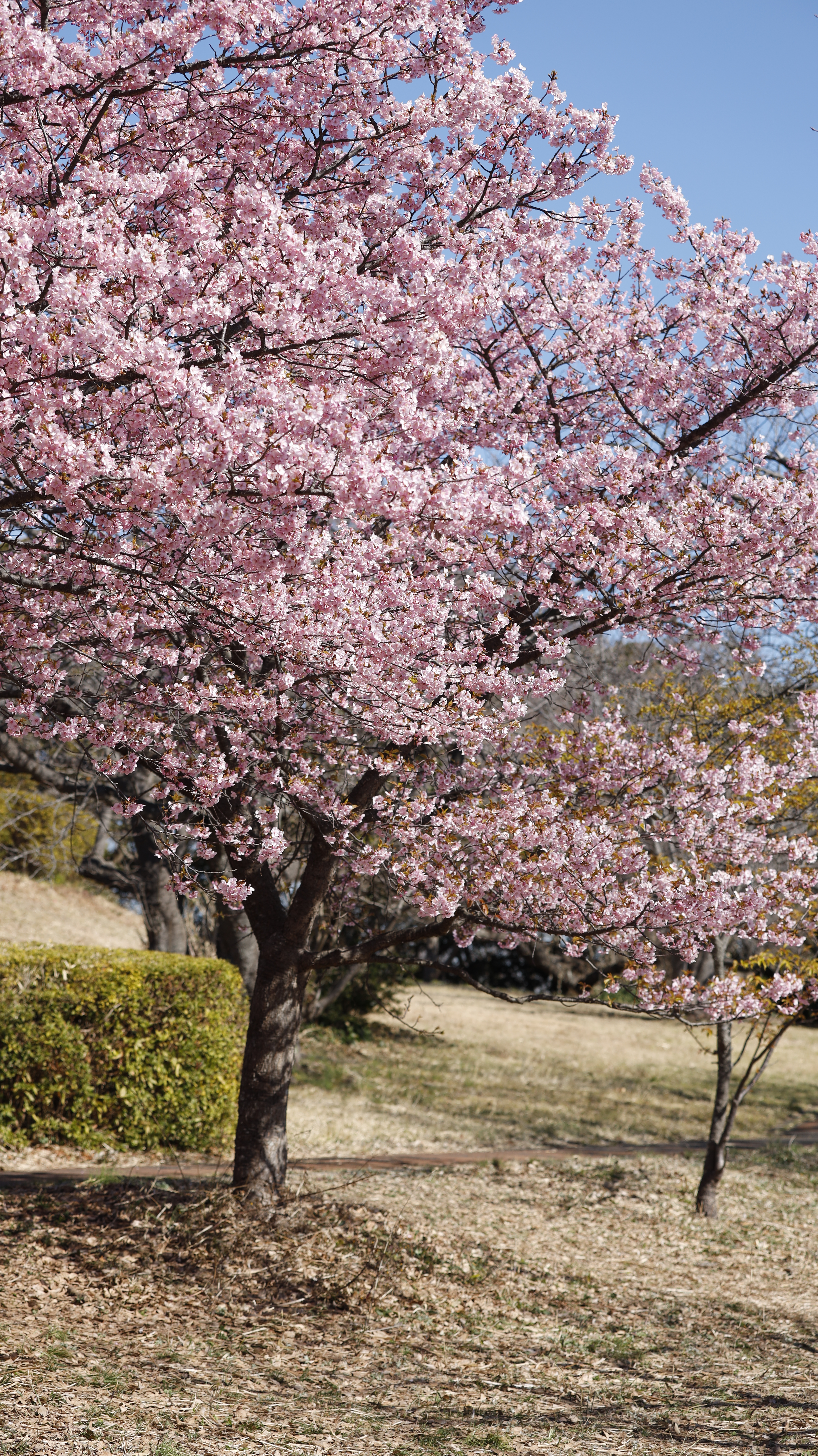 大崎公園(逗子)にて、「遠目に捉えた桜の全景」と感じた写真です。