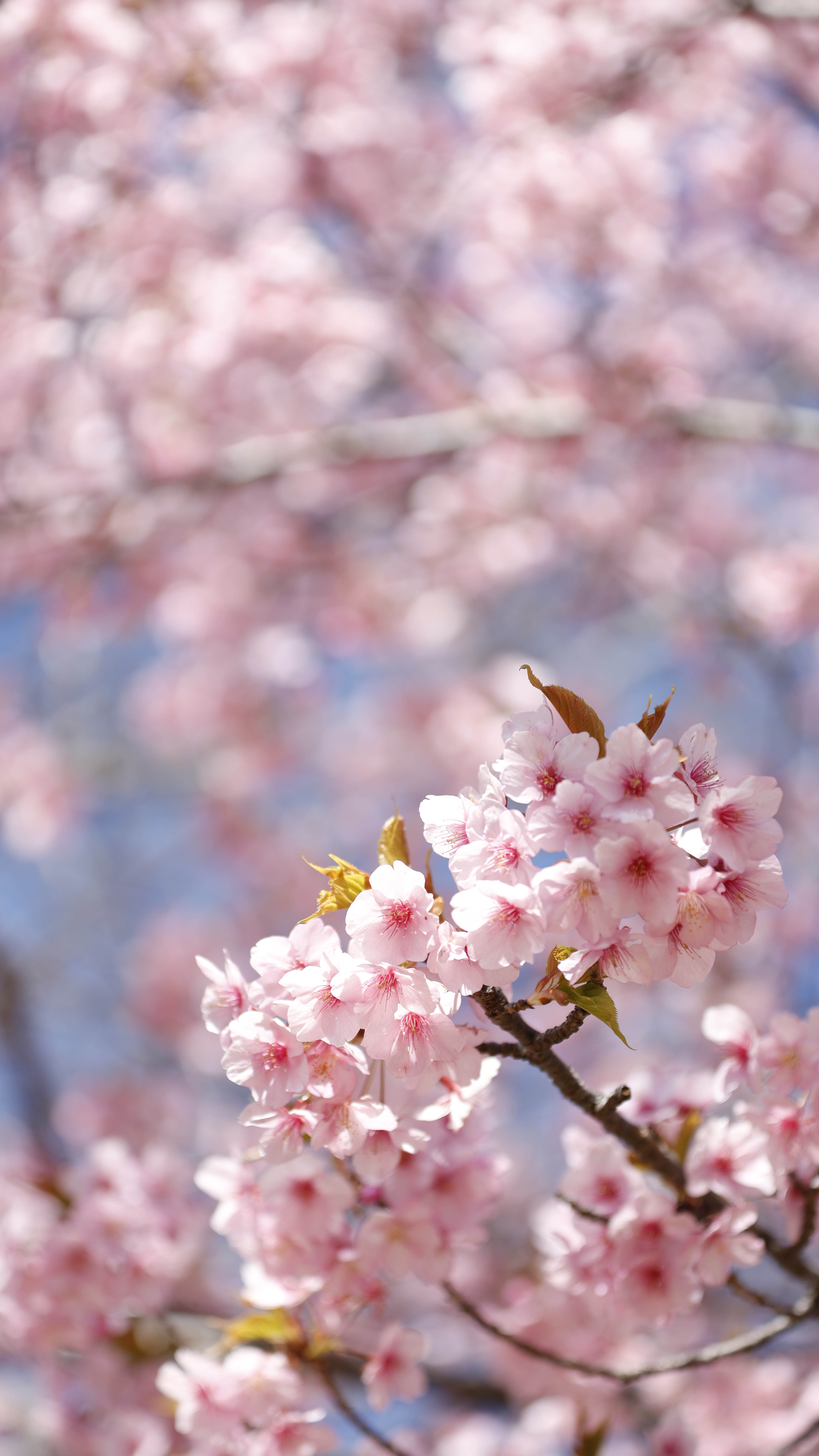 大崎公園(逗子)にて、「桜の立体感とふんわりした雰囲気」と感じた写真です。