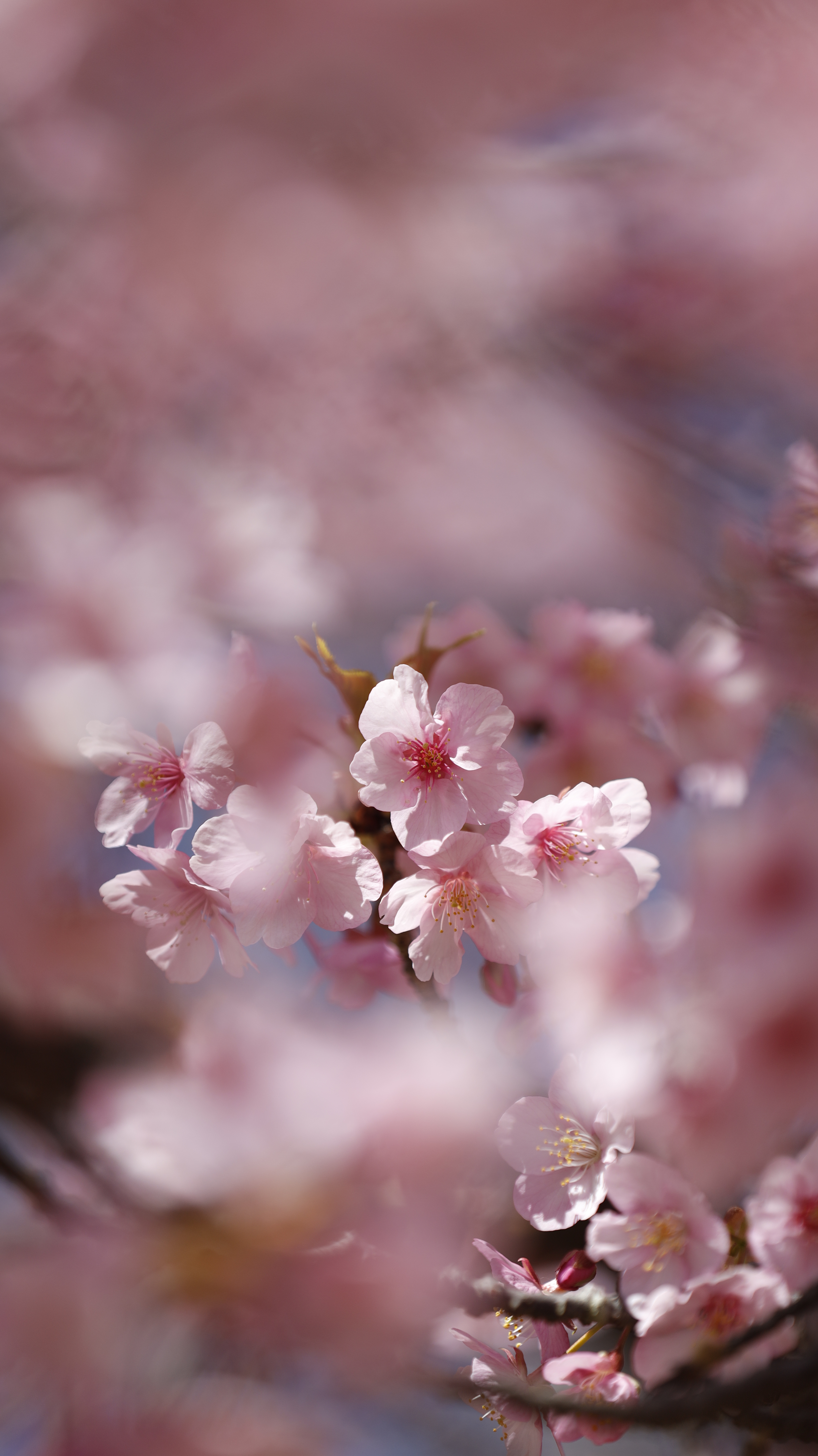 大崎公園(逗子)にて、「柔らかく包み込む春の桜」と感じた写真です。