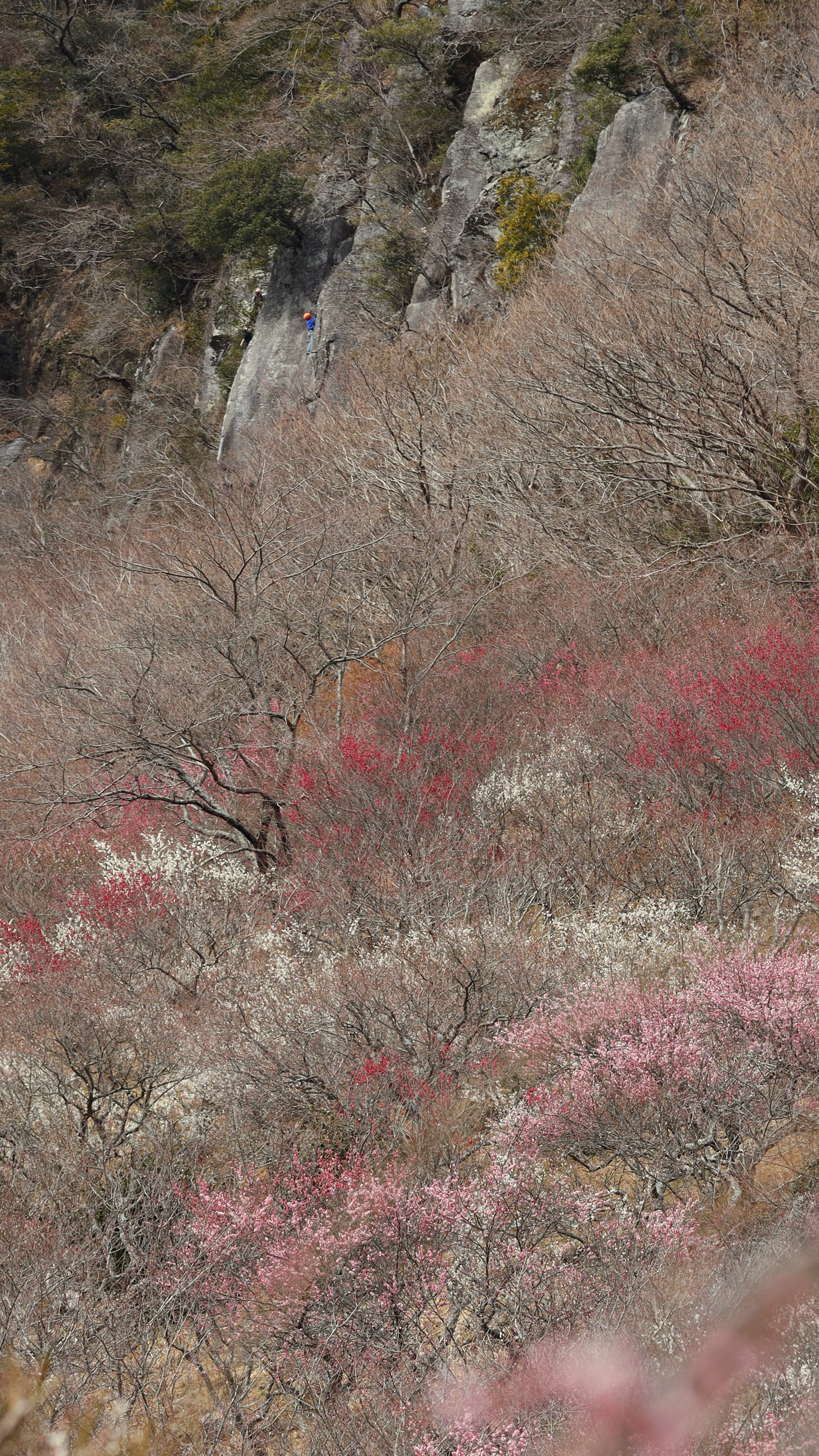湯河原梅林にて、「梅林全体に咲く春の花」と感じた写真です。