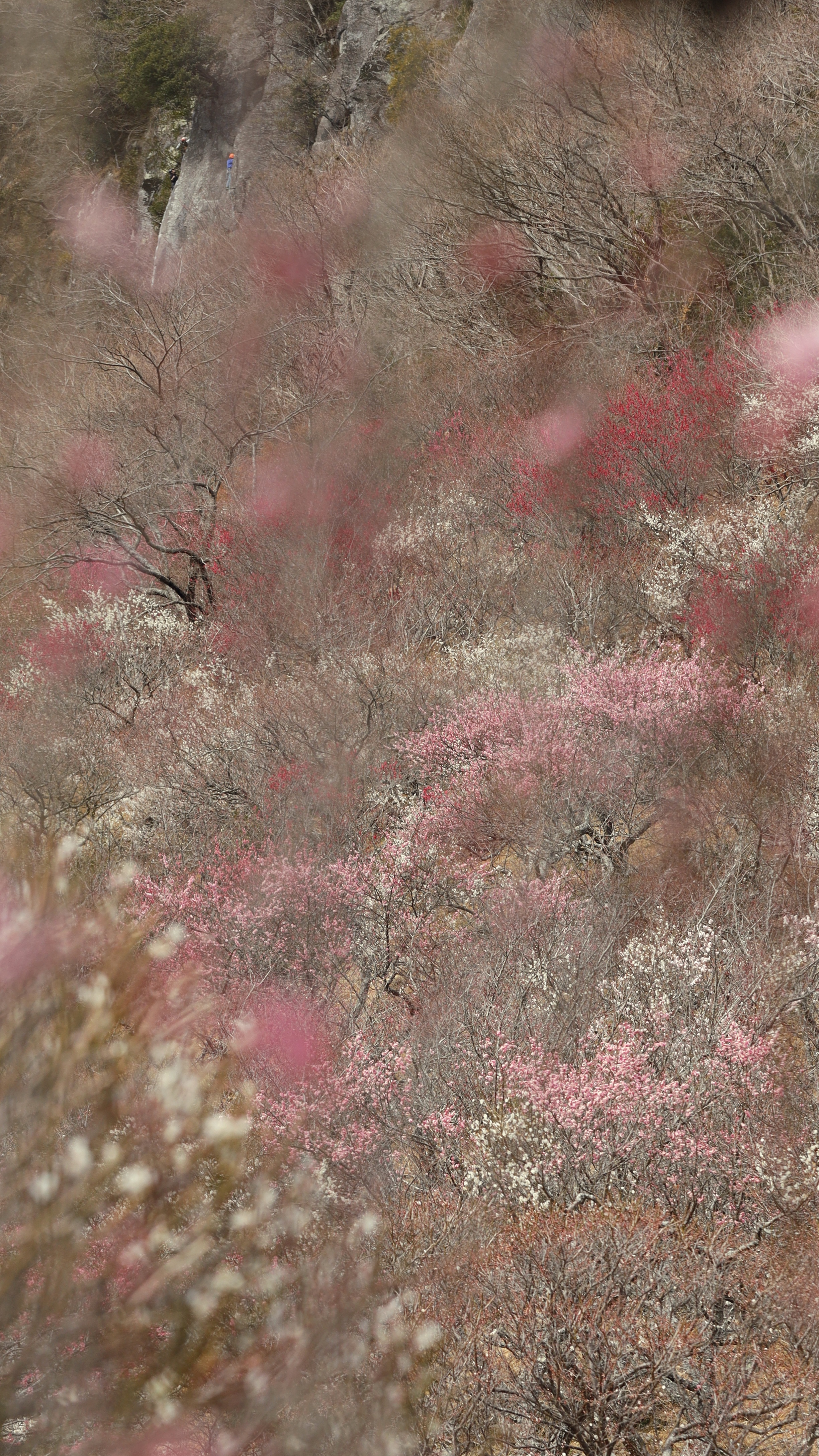 湯河原梅林にて、「梅林の中から見渡す風景」と感じた写真です。