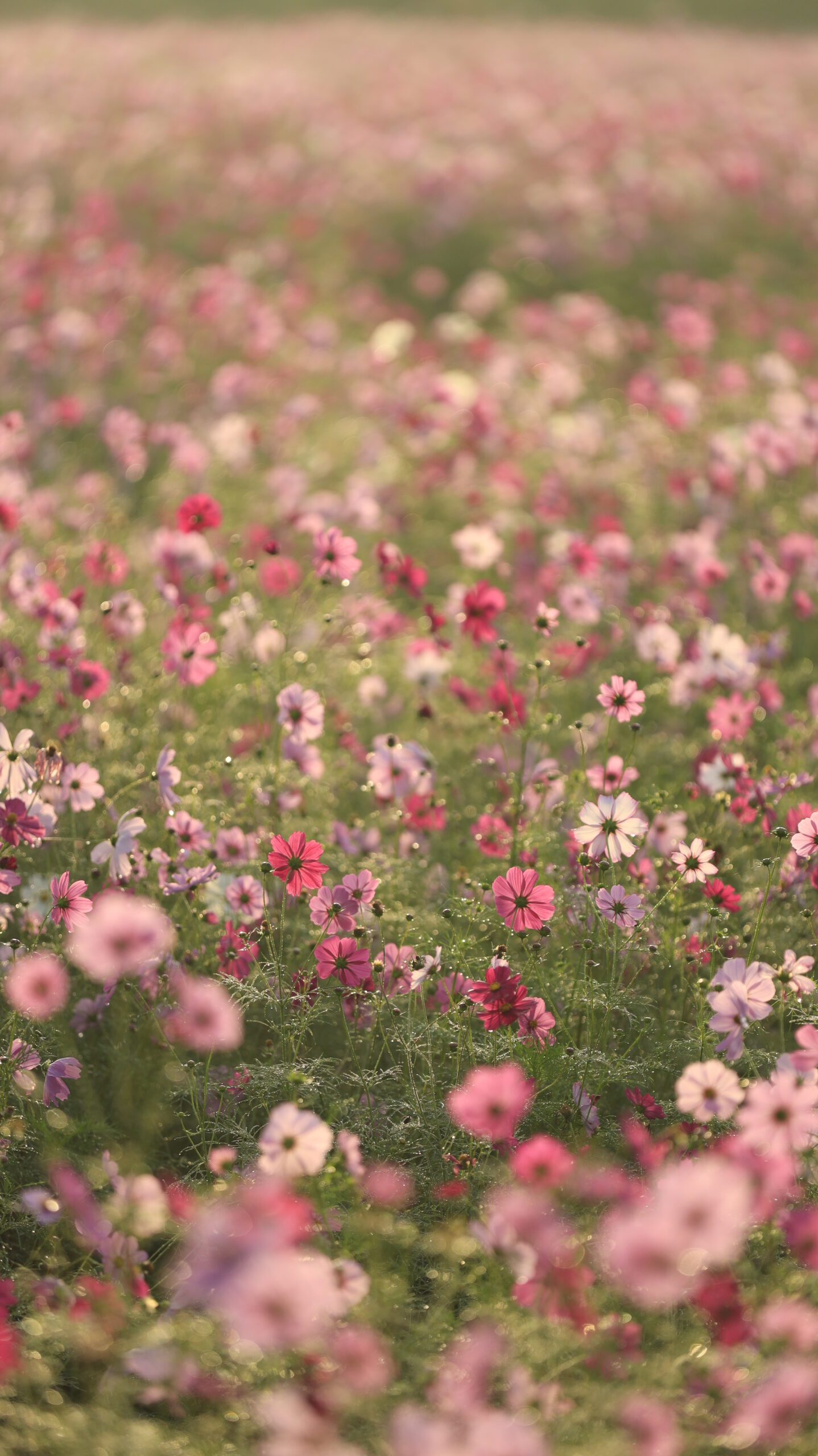神川ゆ~ゆ~ランドで、コスモス畑の中心にピントを合わせた写真。ふんわりと重なるピンクの花々が柔らかな雰囲気を醸し出す構図。