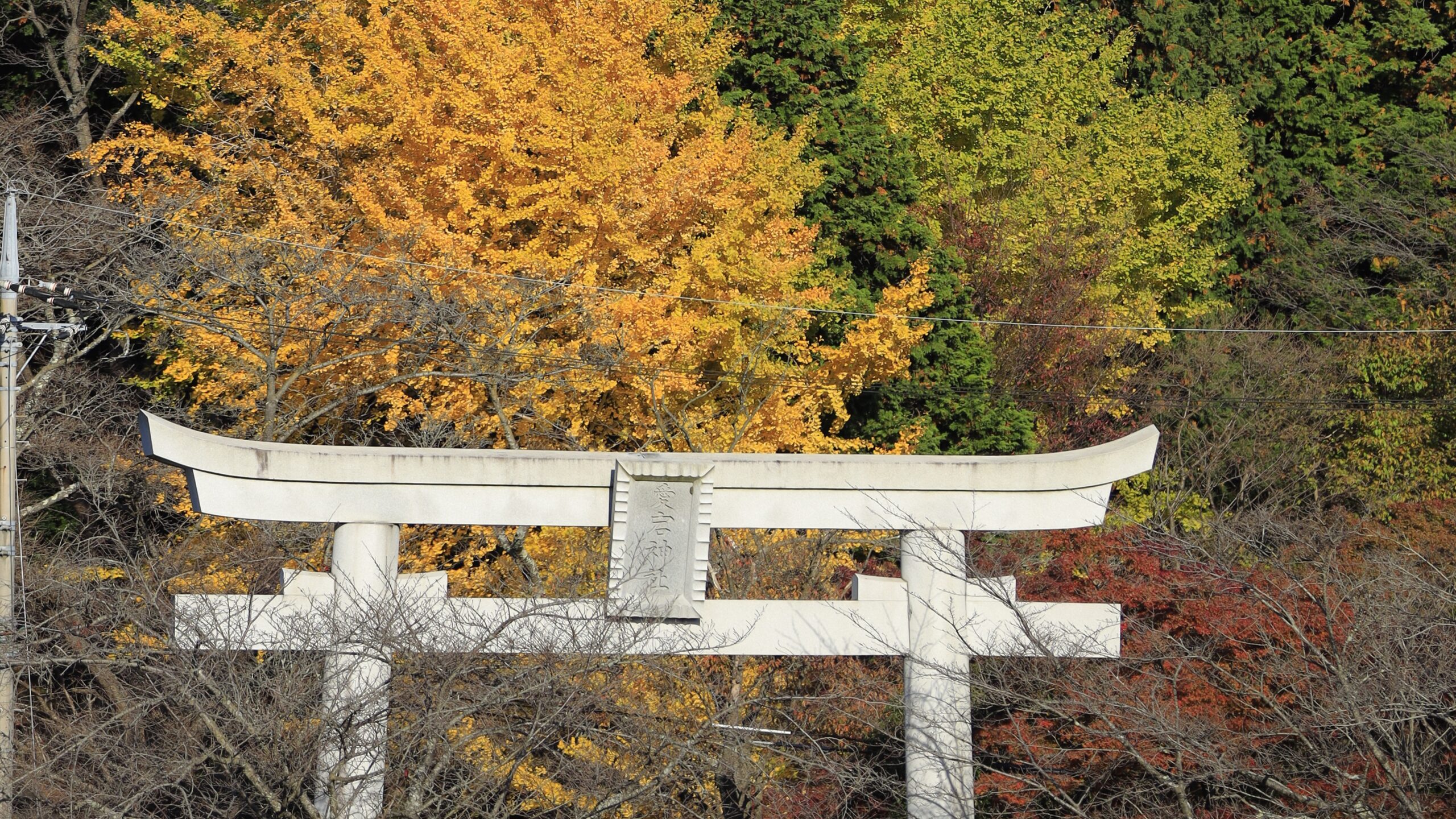 愛宕山｜天狗の森から眺める紅葉パノラマ