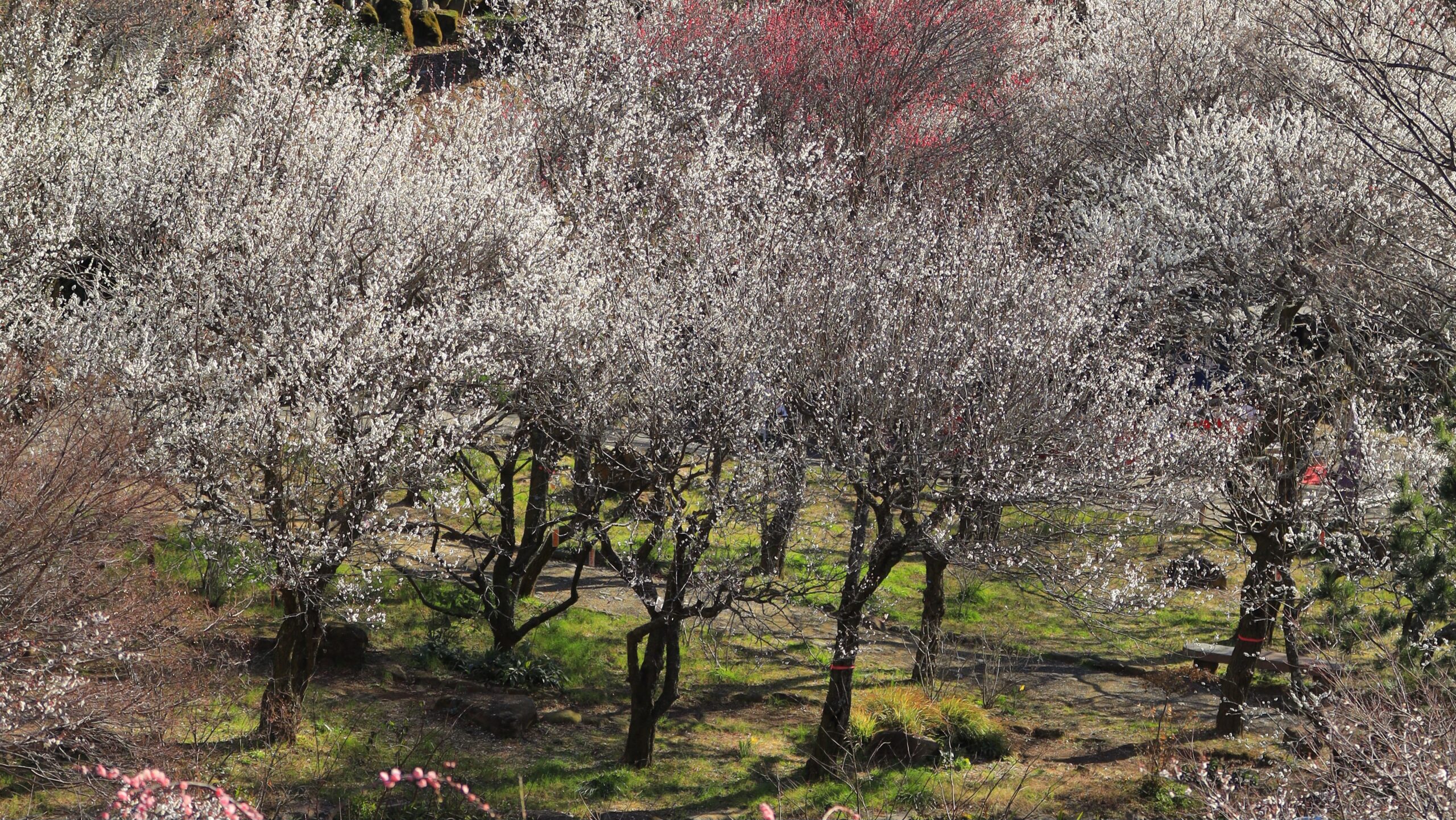 熱海梅園