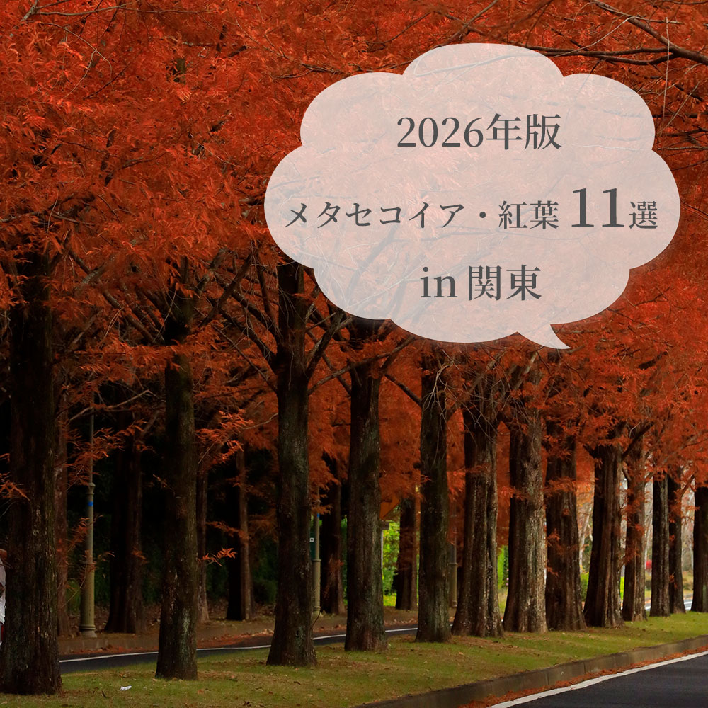メタセコイア11選
