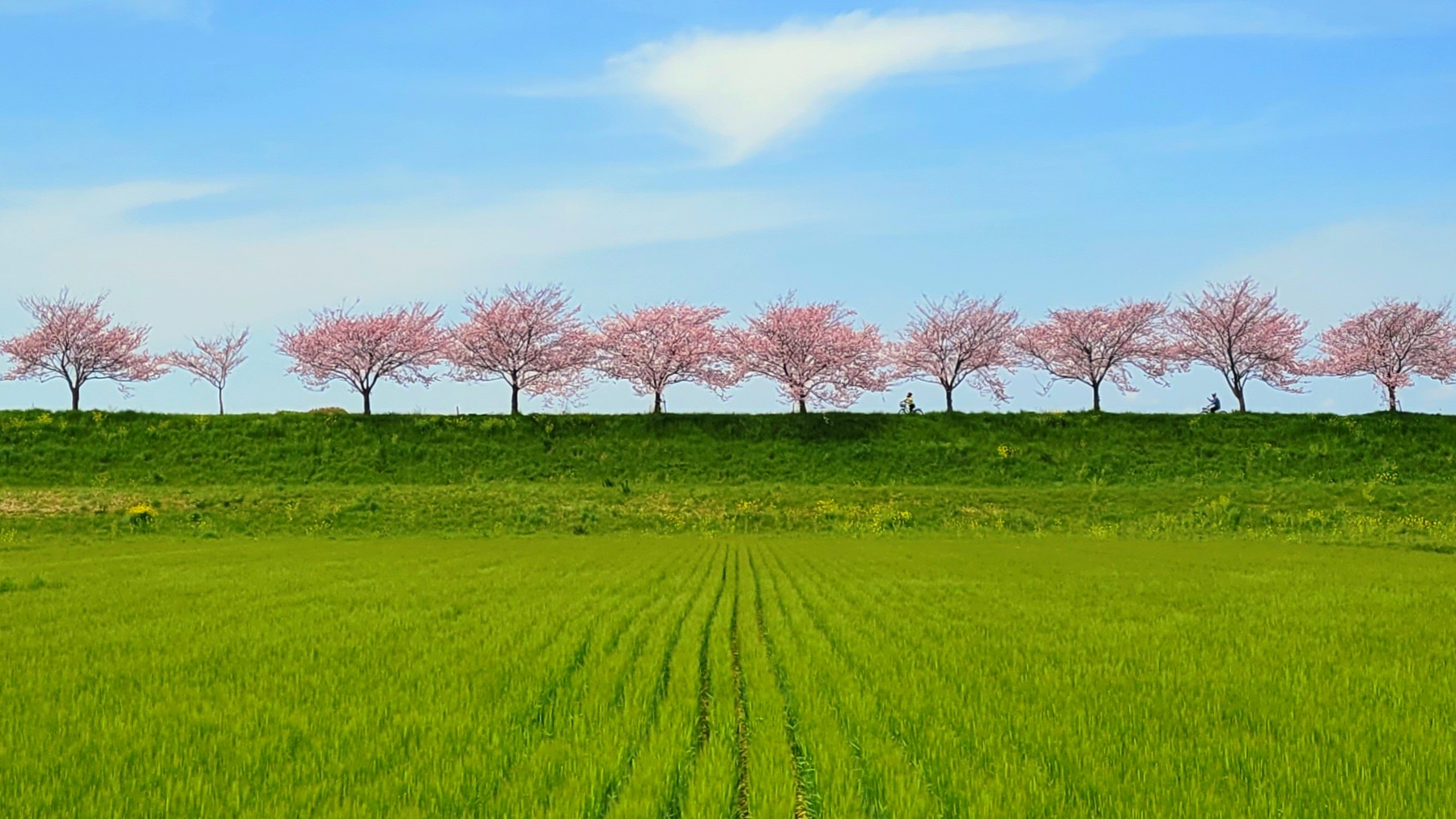 桜の絶景