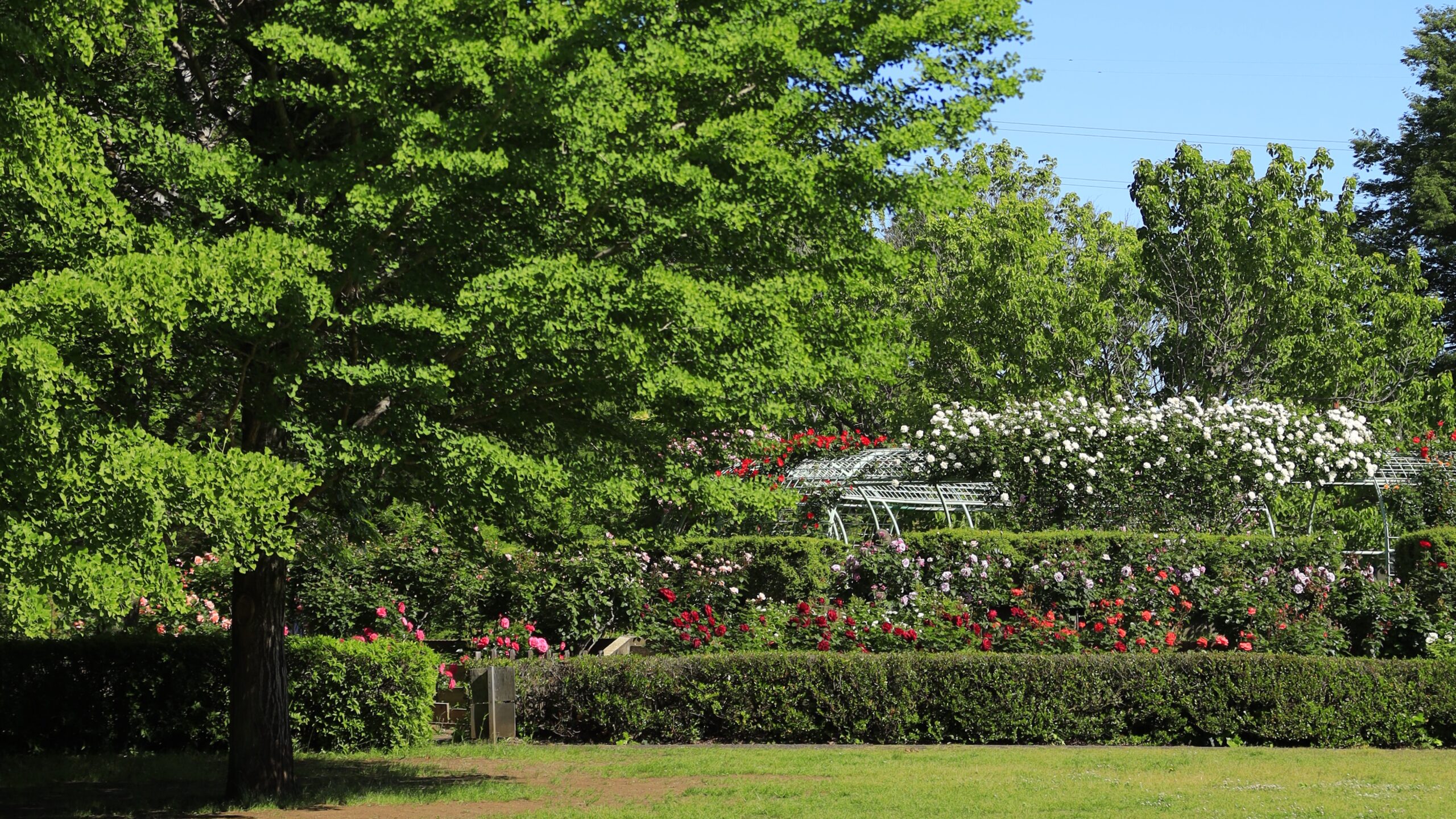 Chikozan Park｜A natural photo spot in Sayama City where you can enjoy the scenery of irises, thickets, and ponds