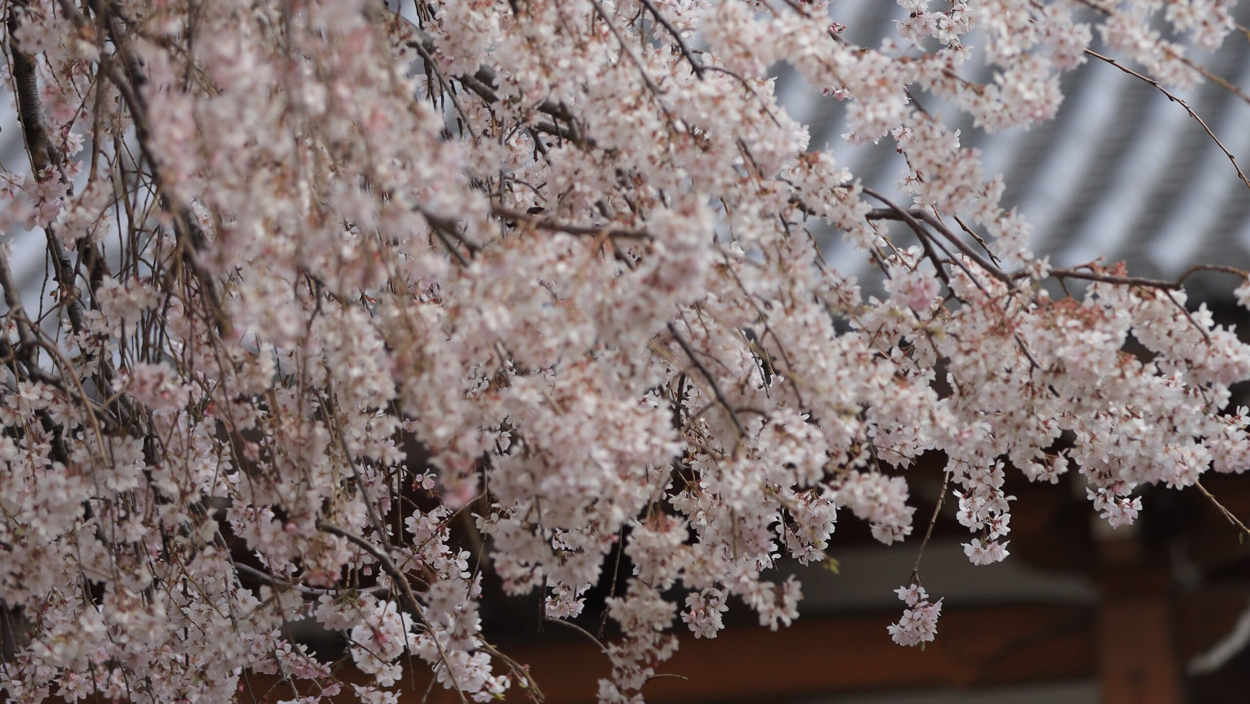 長明寺（中谷）の枝垂れ桜｜静かな境内と落ち着いた風景が魅力の撮影スポット